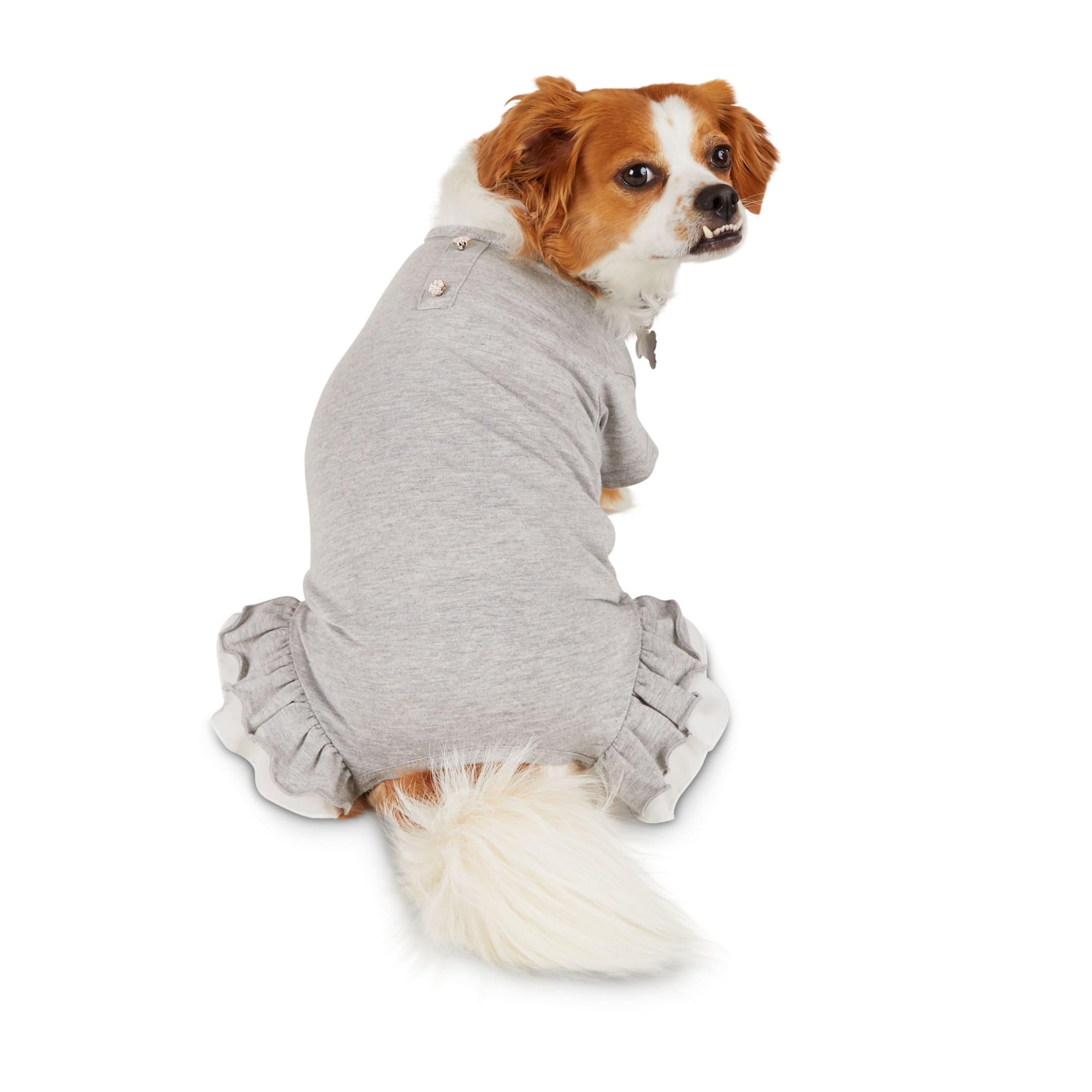 bond & co pet apparel