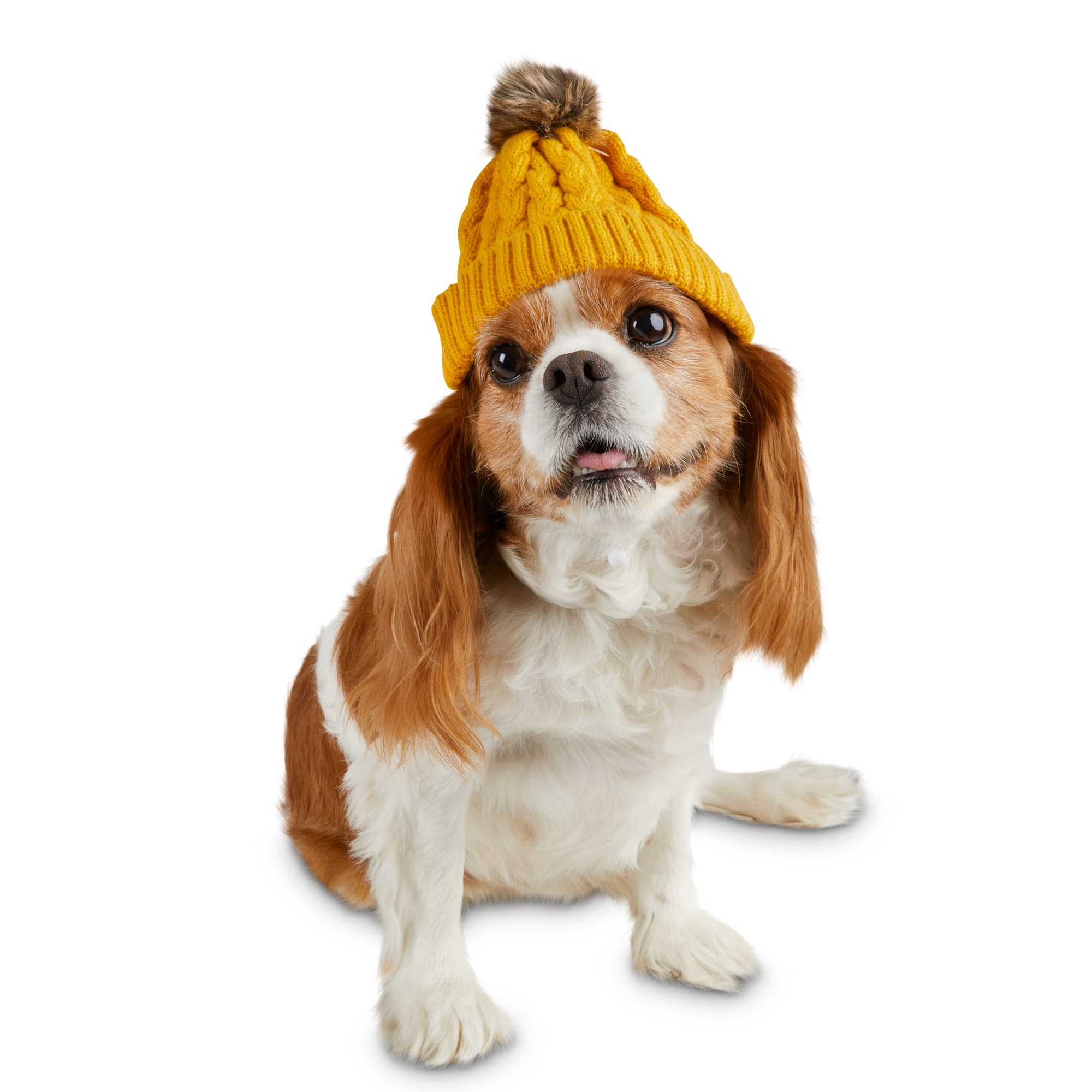 dog with beanie