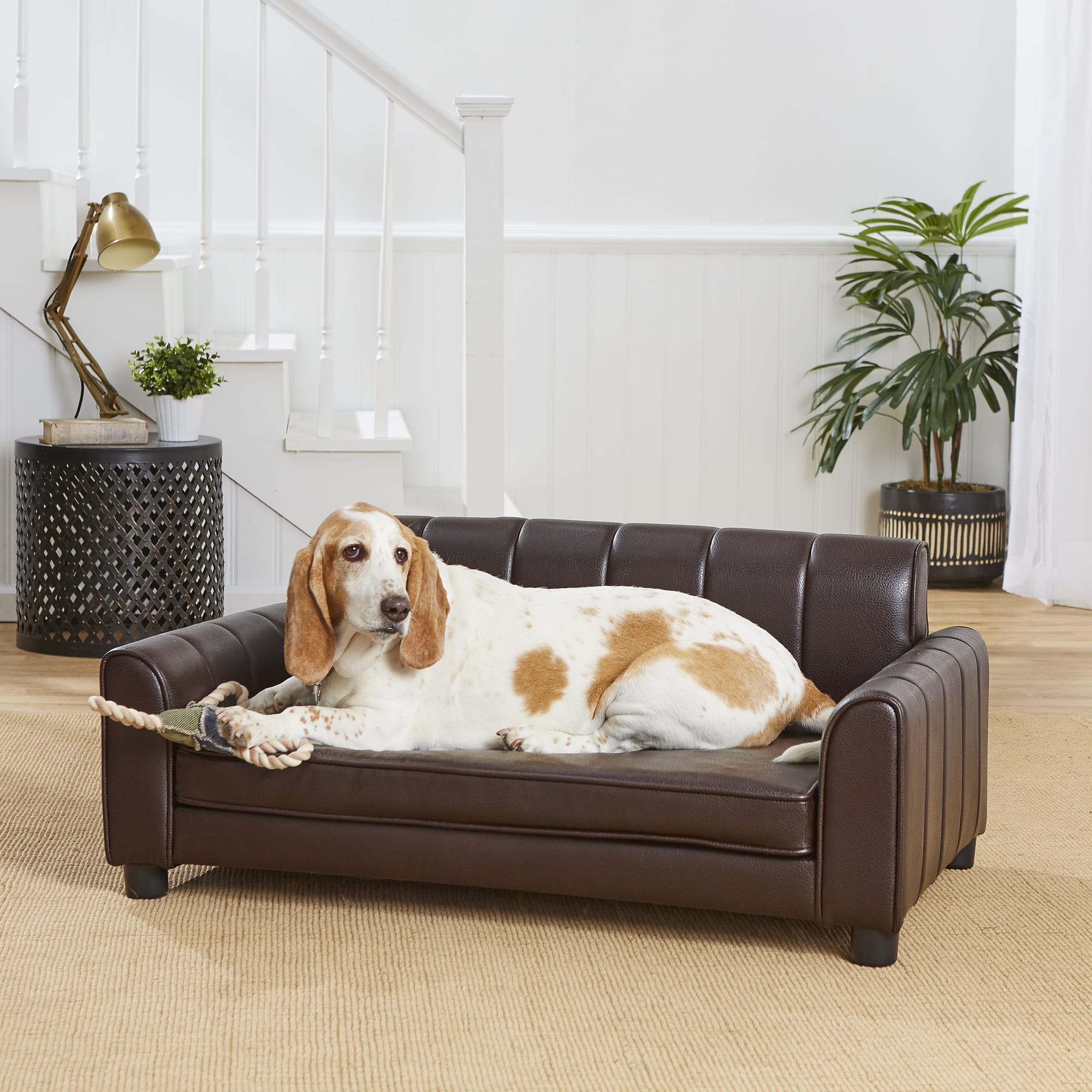 Petco dog hot sale sofa