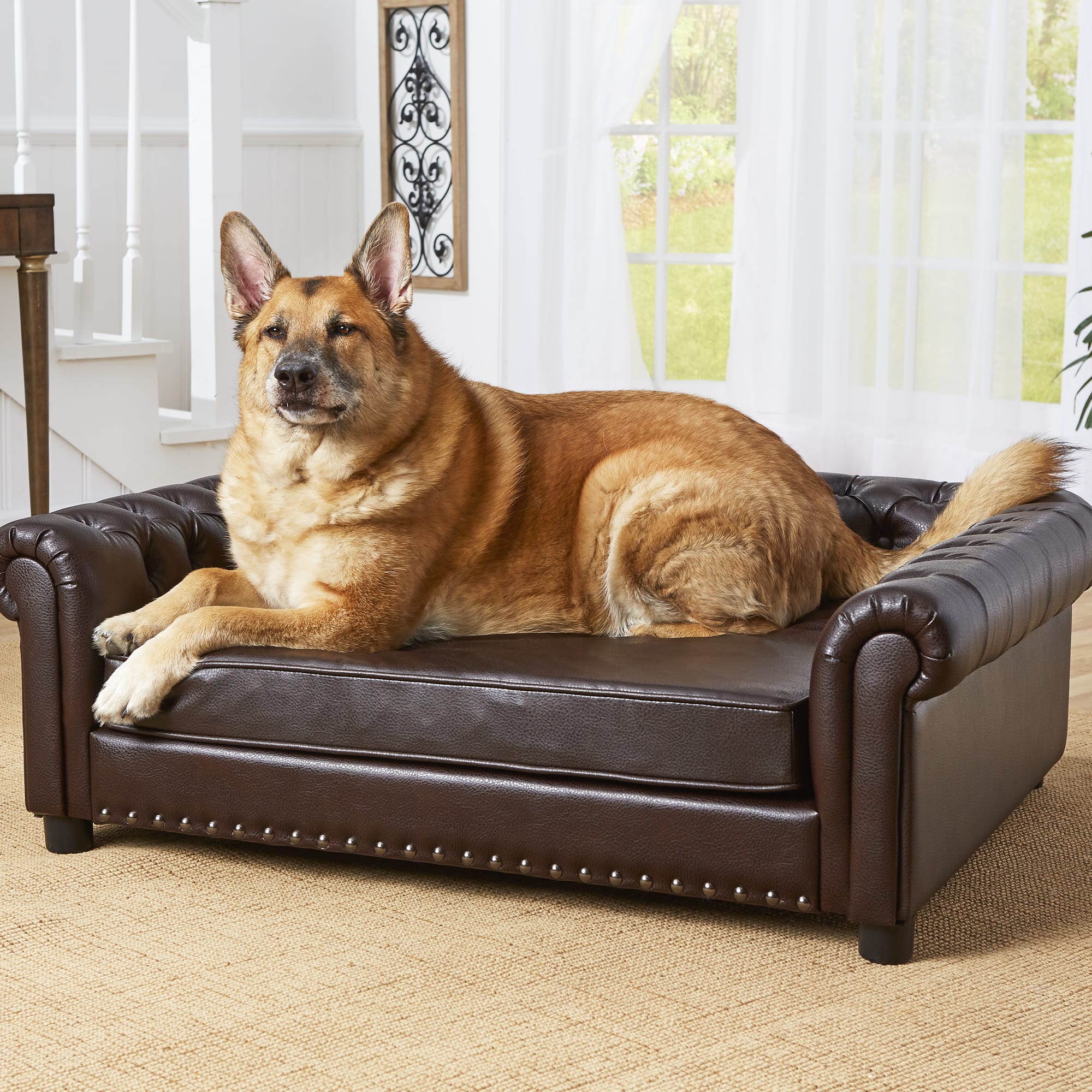 brown dog couch