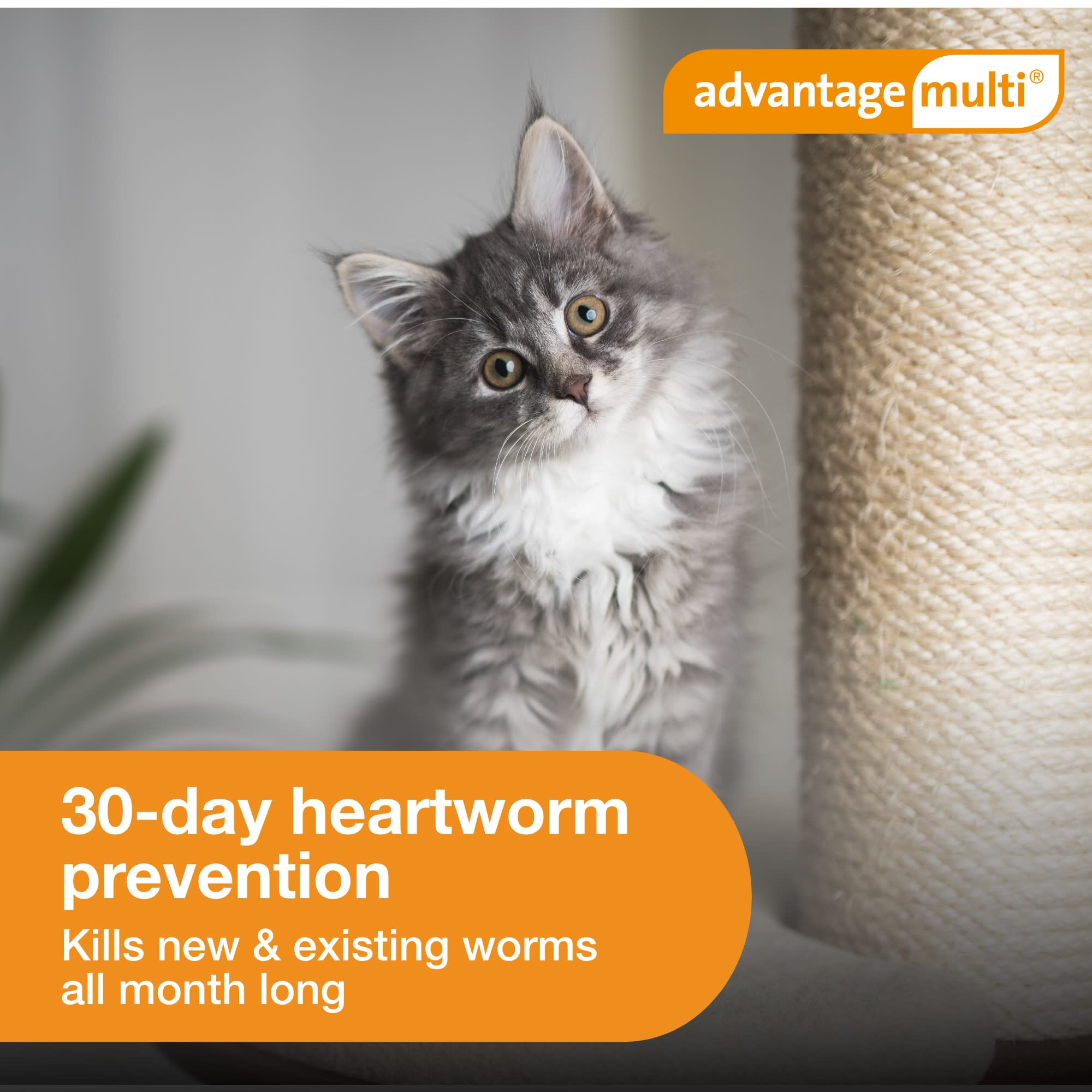 Advantage multi for cats hot sale petco