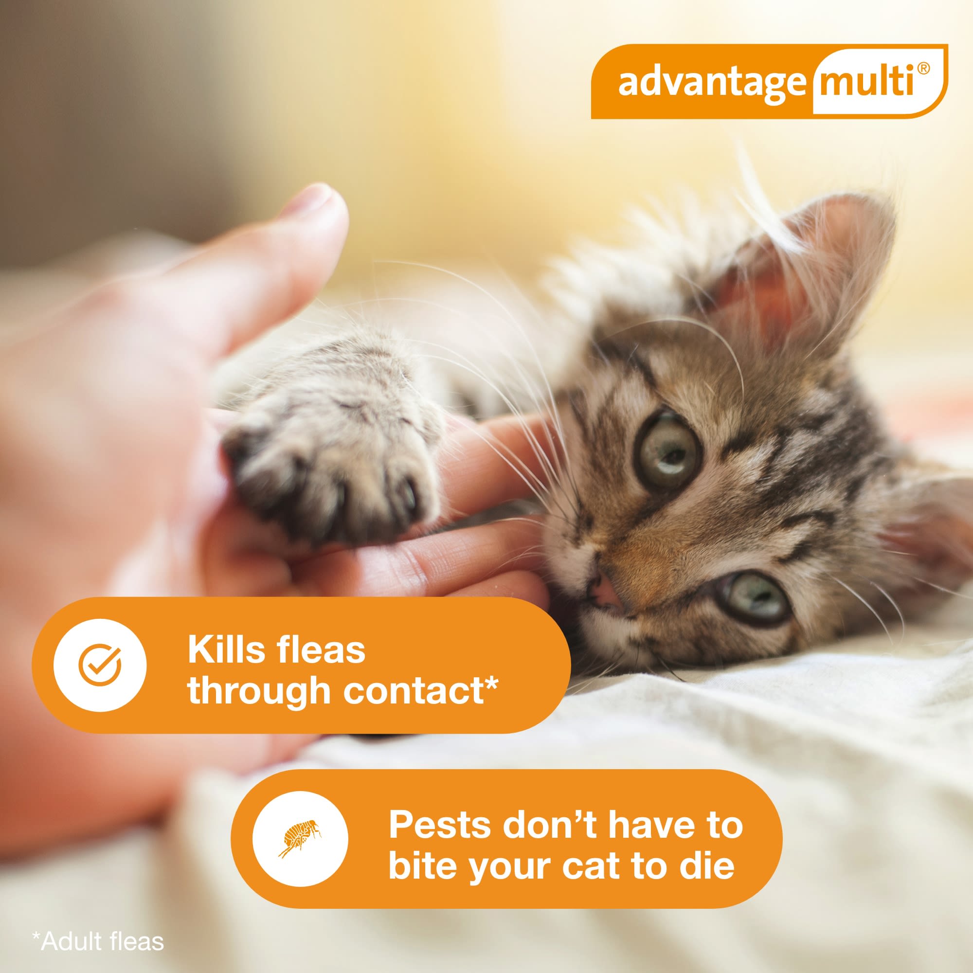 Frontline advantage outlet multi for cats