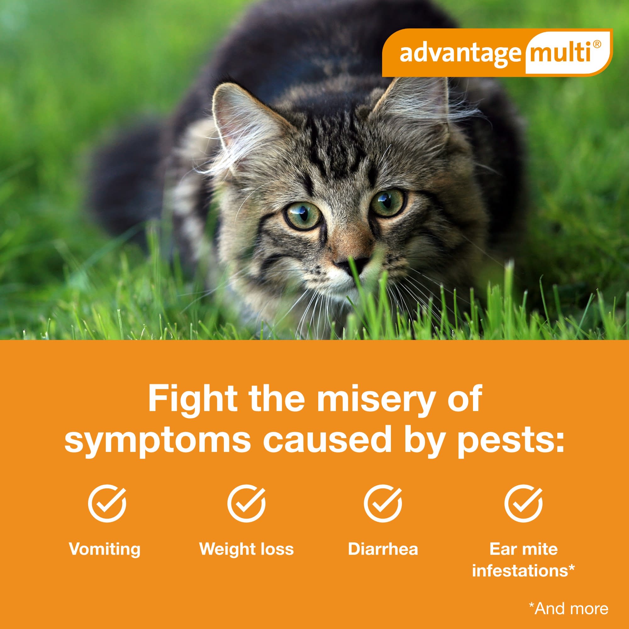 Advantage multi for cats hot sale petco