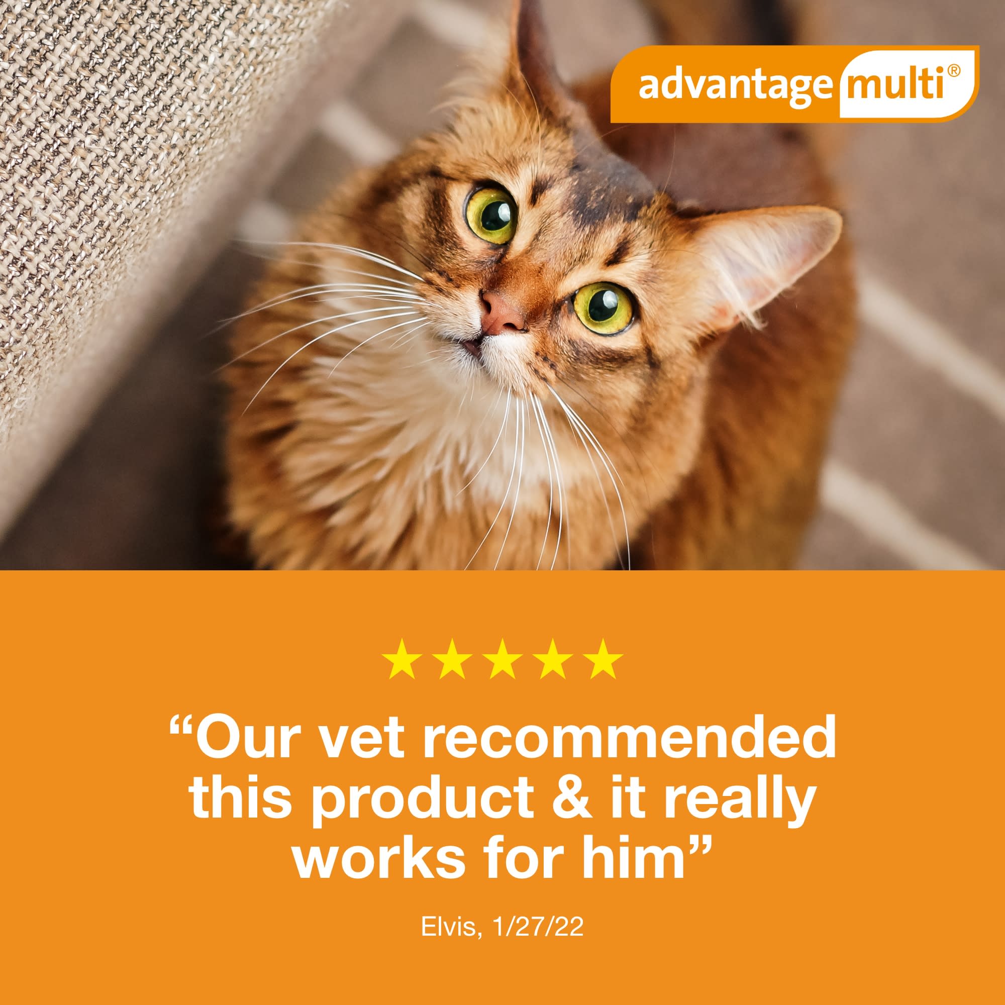 Advantage multi 2025 for cats petco