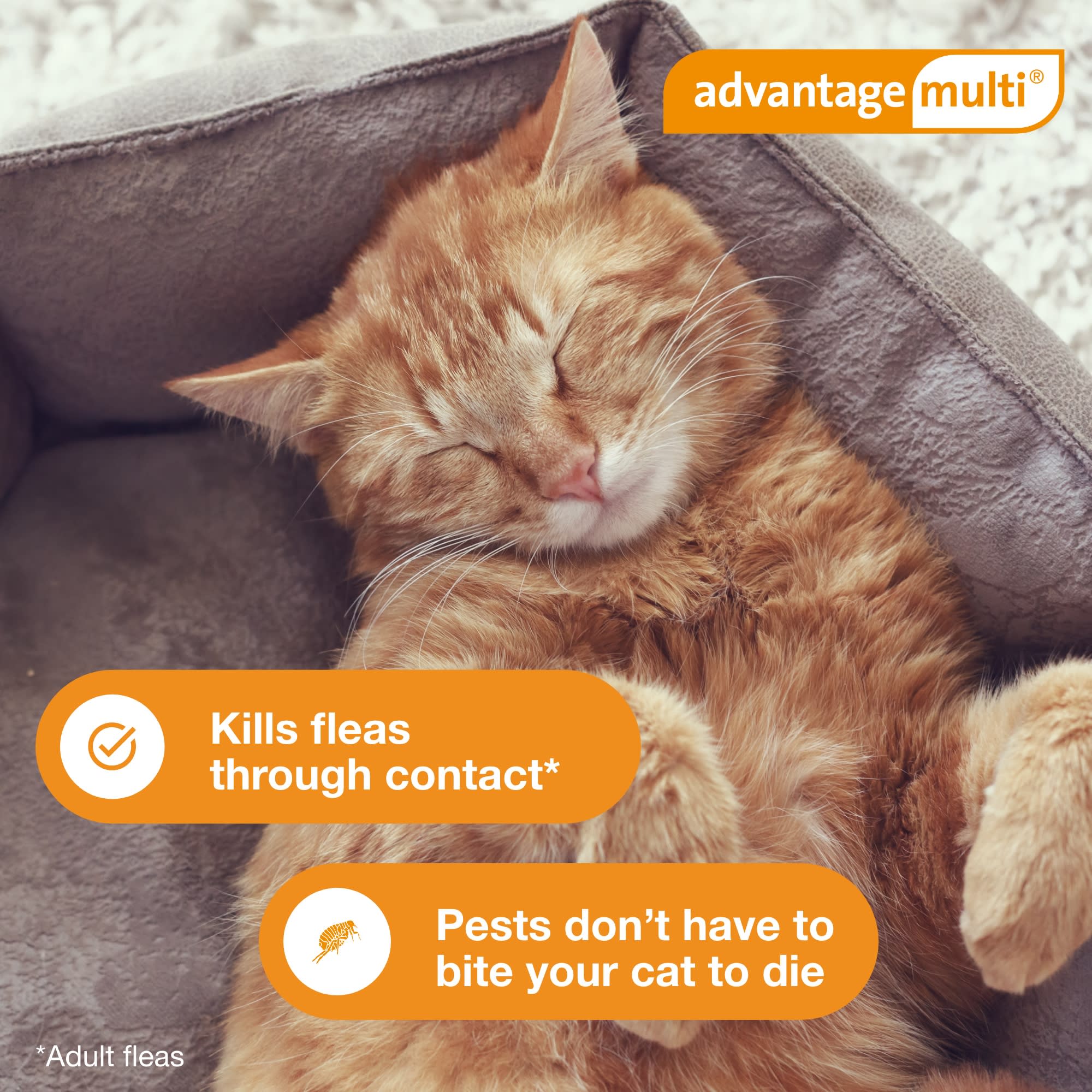 Advantage multi for top cats best price