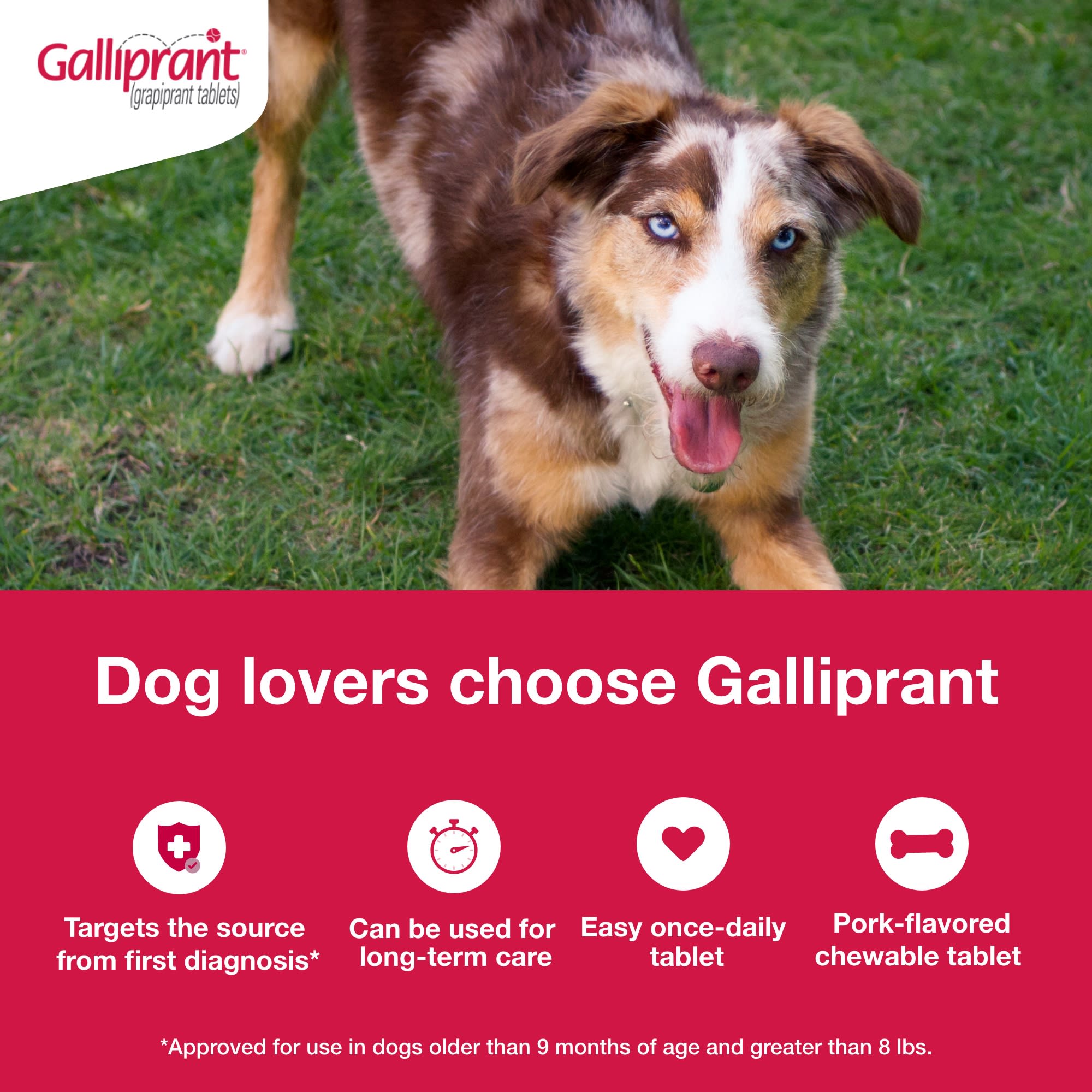 Galliprant 60 hot sale mg dogs