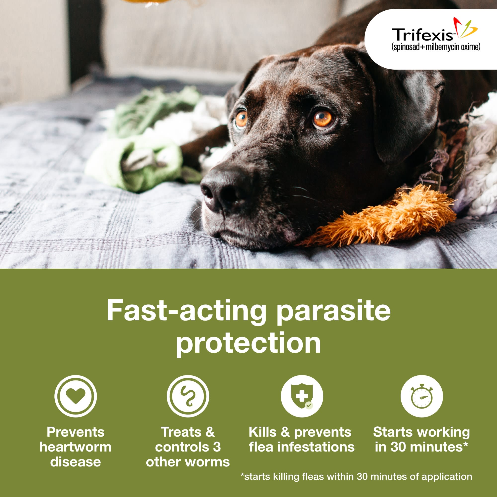 Trifecta flea medicine for 2024 dogs