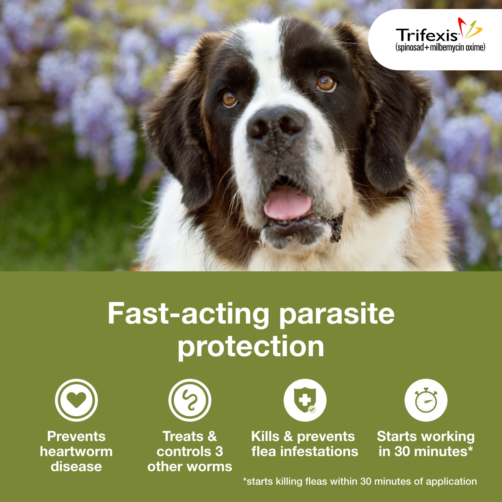 Trifexis flea medicine for 2024 dogs