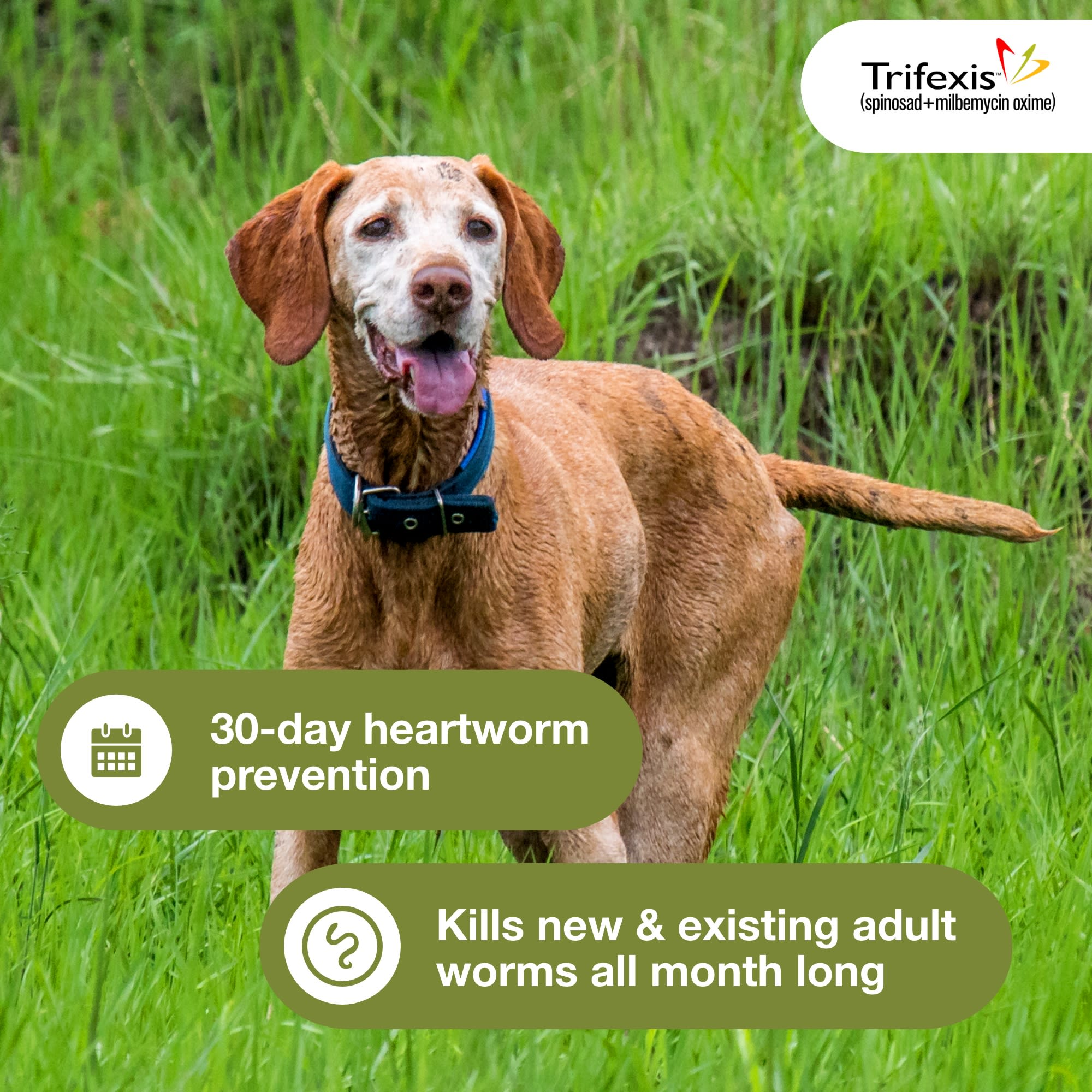 Trifexis clearance heartworm prevention