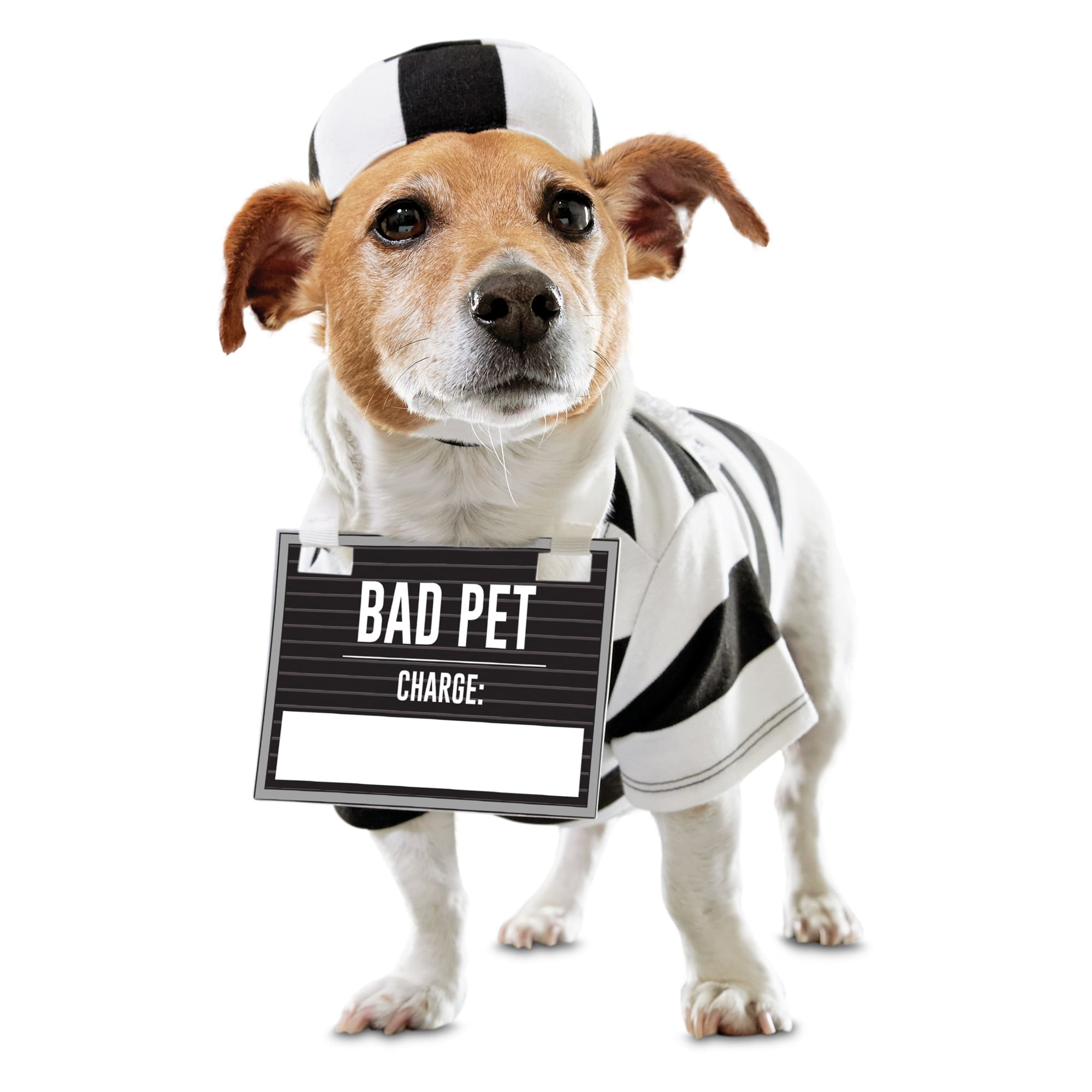 Dog And Owner In Prison Unifor Fancy Dress Costume Stock Photo