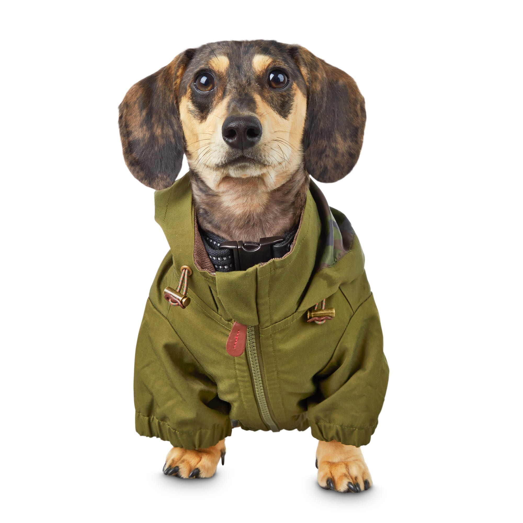 dog with jacket