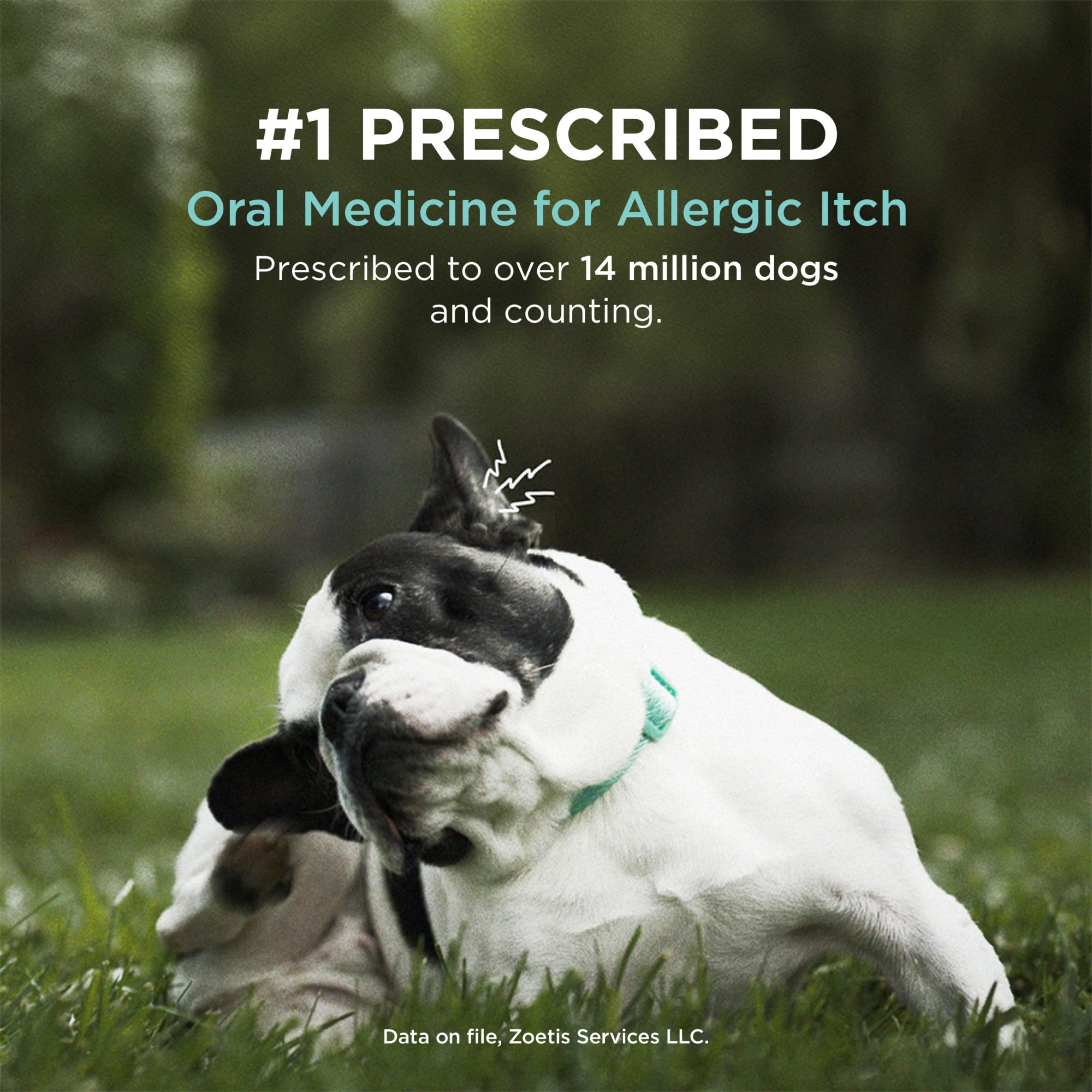 Side effects of hotsell apoquel tablets for dogs