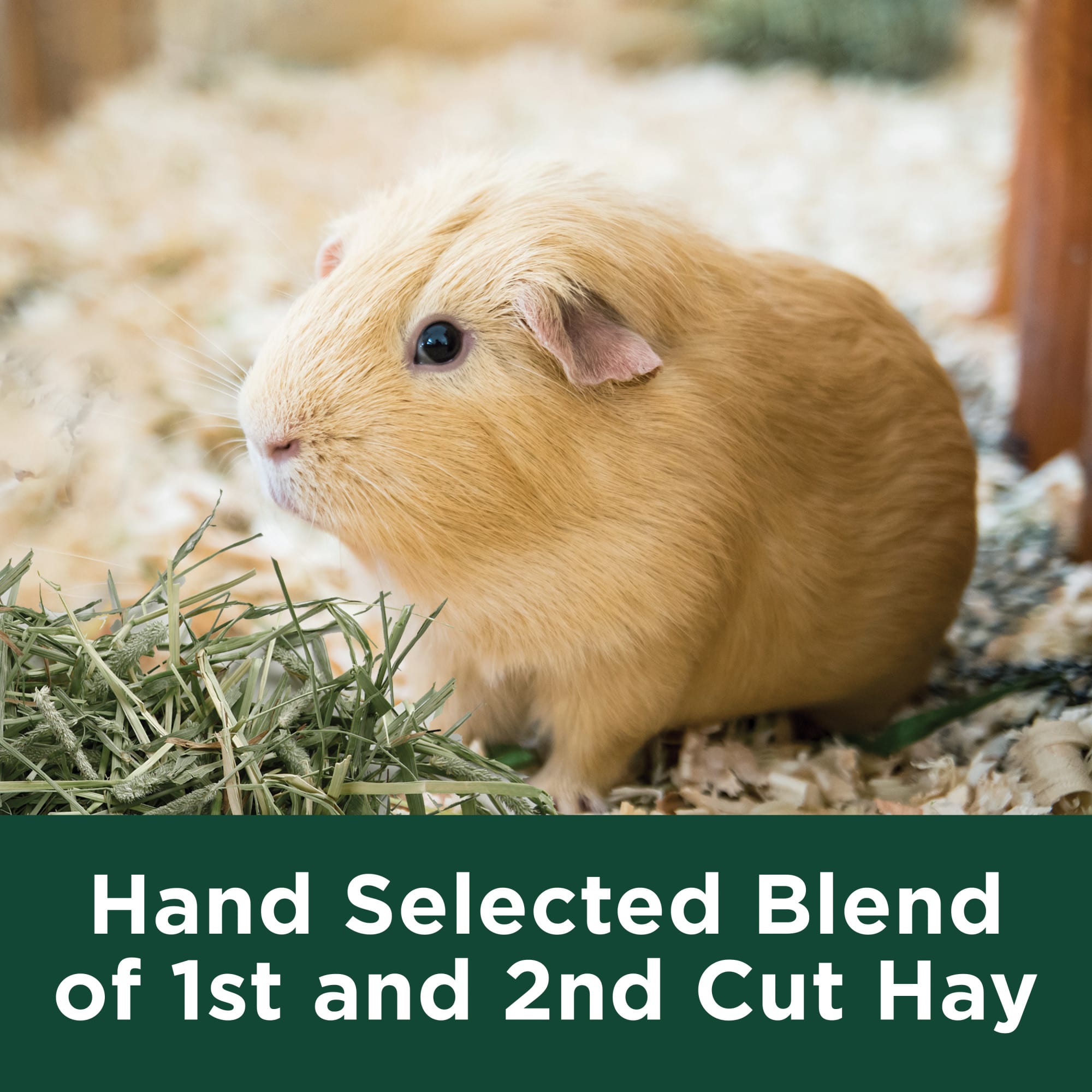 Petco kaytee outlet timothy hay