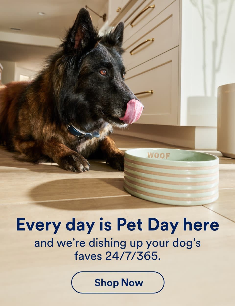 Every day is Pet Day here and we're dishing up your pet's faves 24/7/365. Shop Now