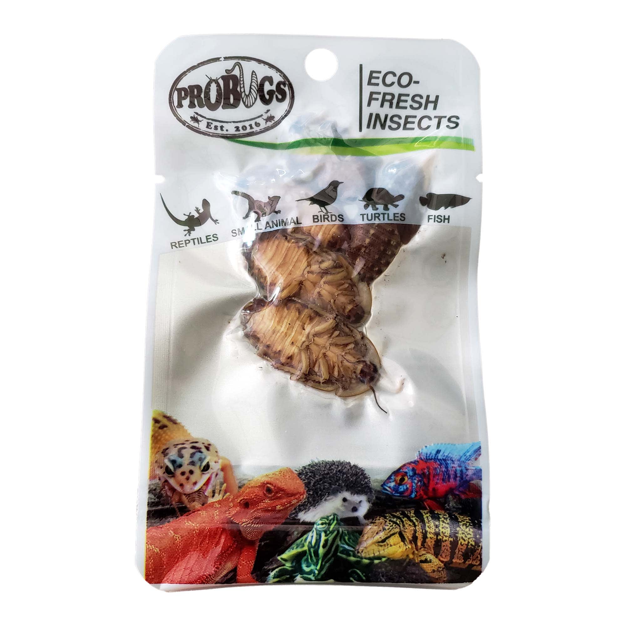 Pro Bugs Eco Fresh Dubia Cockroach Count of 5 Petco