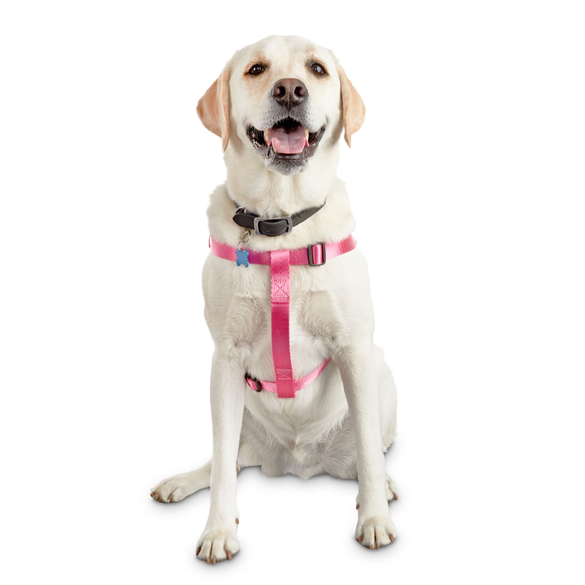 Good2go front store walking dog harness