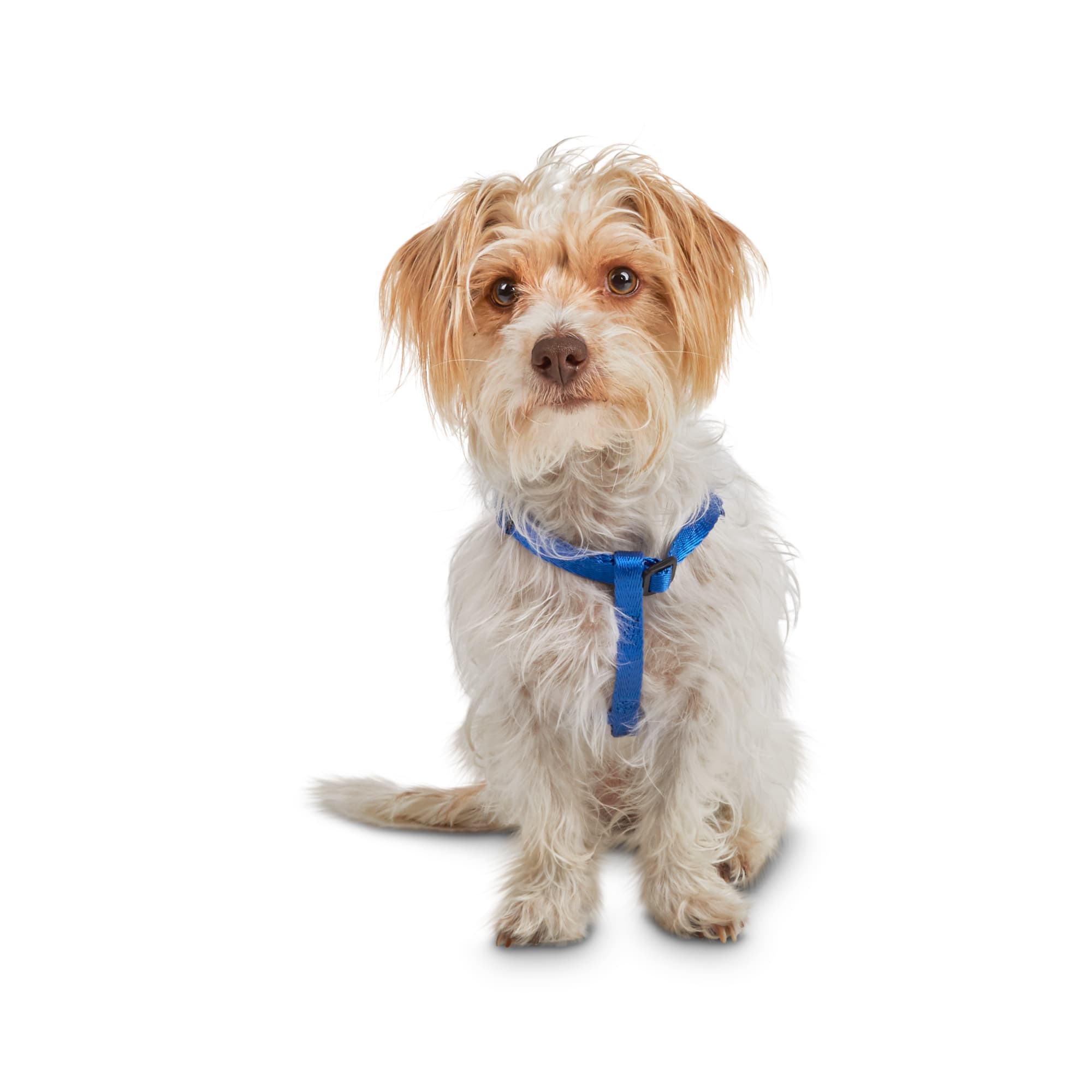 Good2Go Easy Step-In Blue Comfort Dog Harness, X-Small | Petco