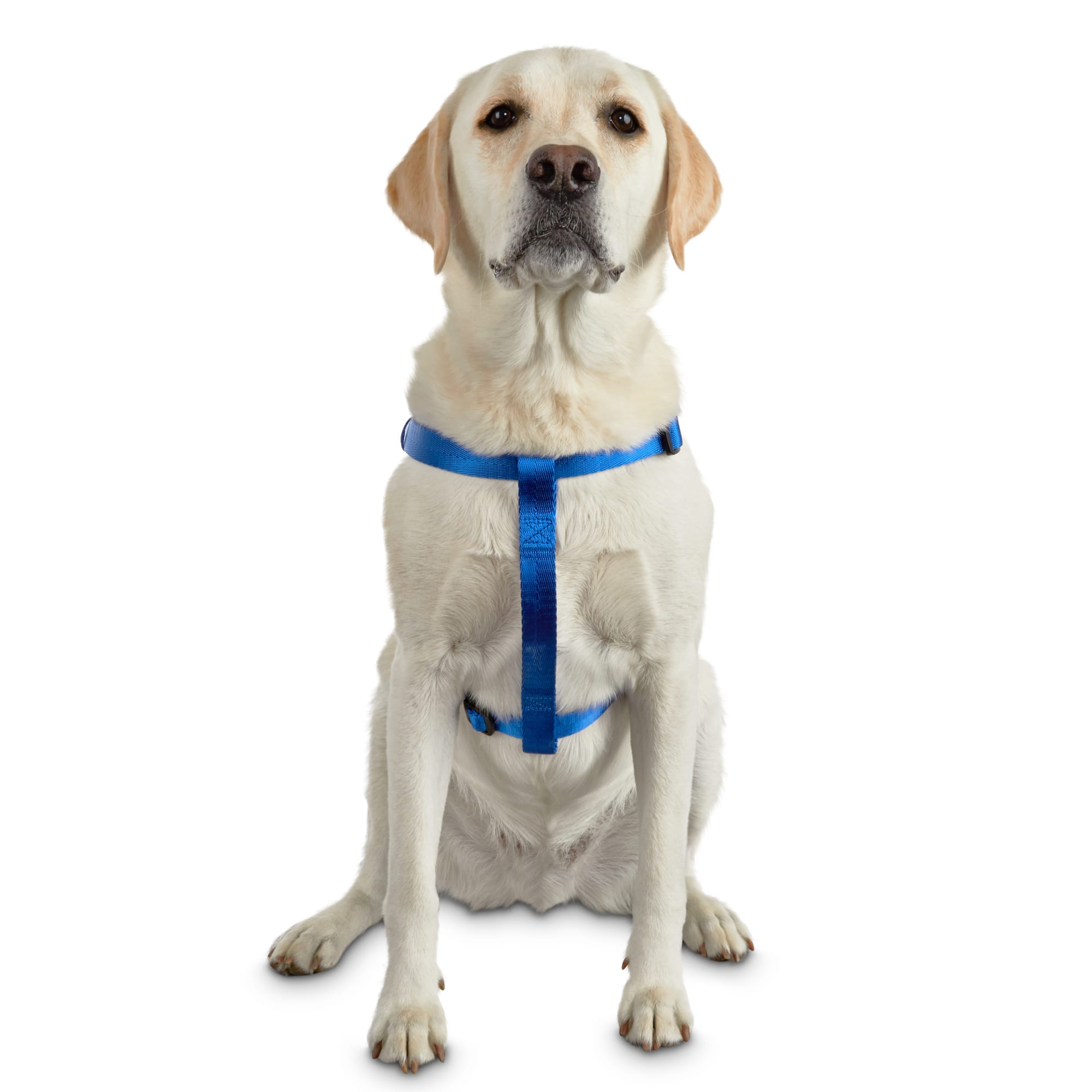 Petco large 2025 dog harness