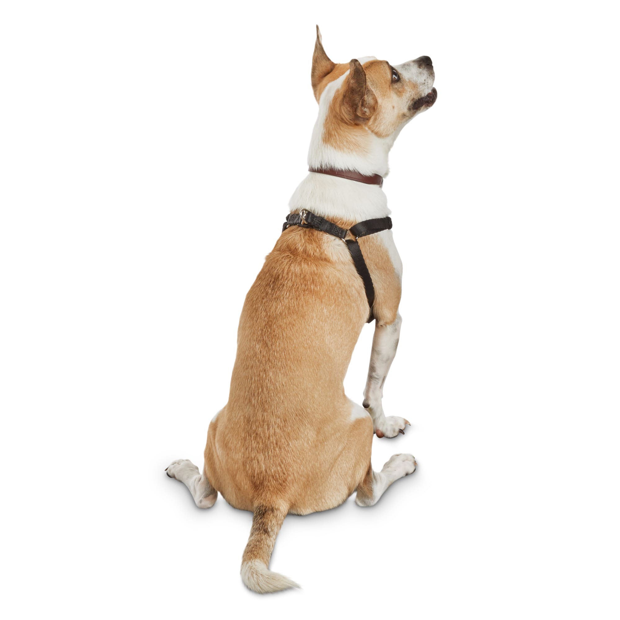 Good2go dog outlet harness