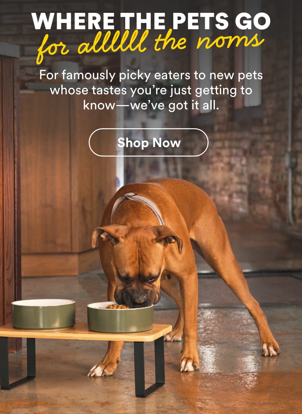 Where the pets go for allllll the noms. Shop Now.
