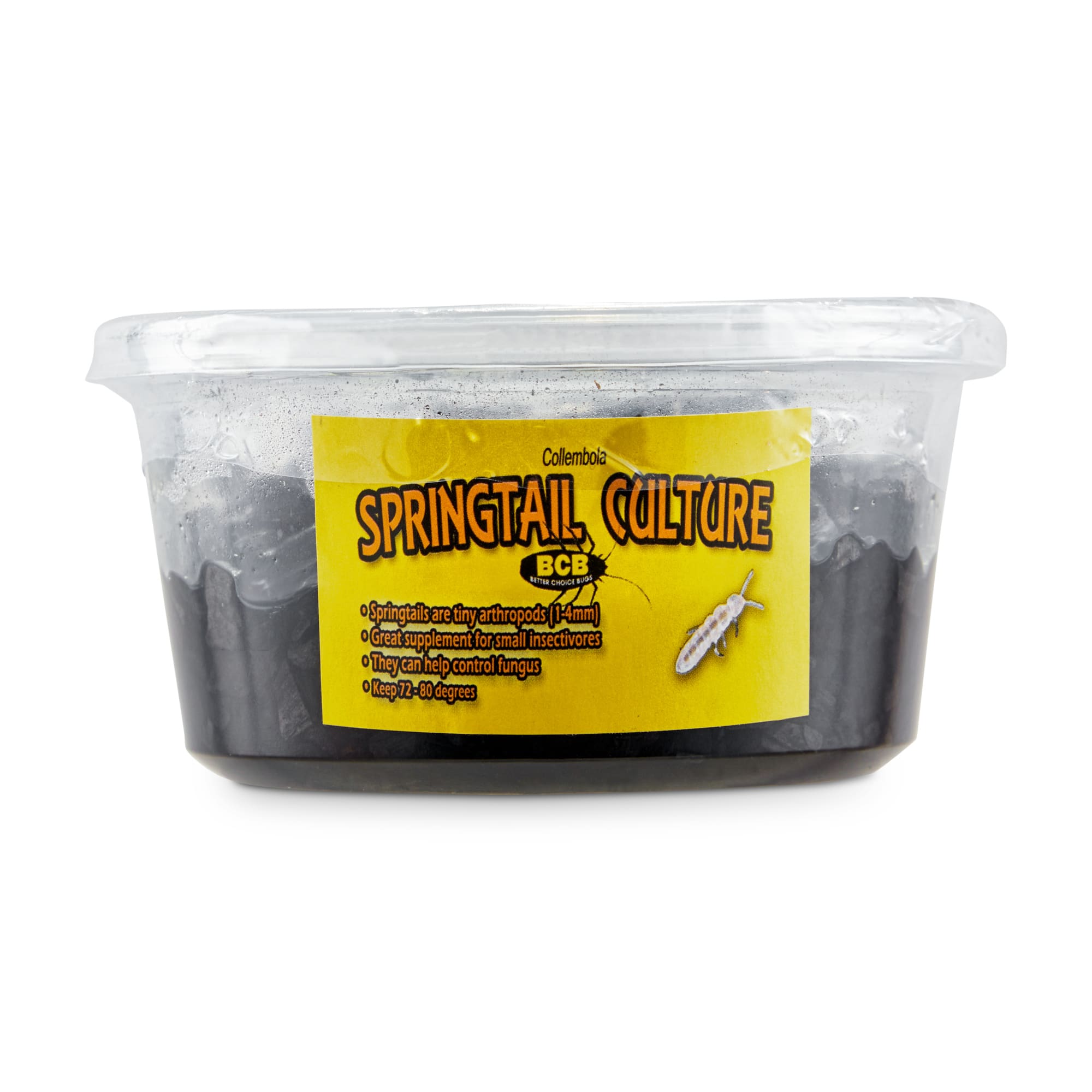  TruBlu Supply 300+ Live Large Springtails Colony + 15ct Dwarf  White Isopods (T. Tomentosa) Bio Active - 16oz : Pet Supplies