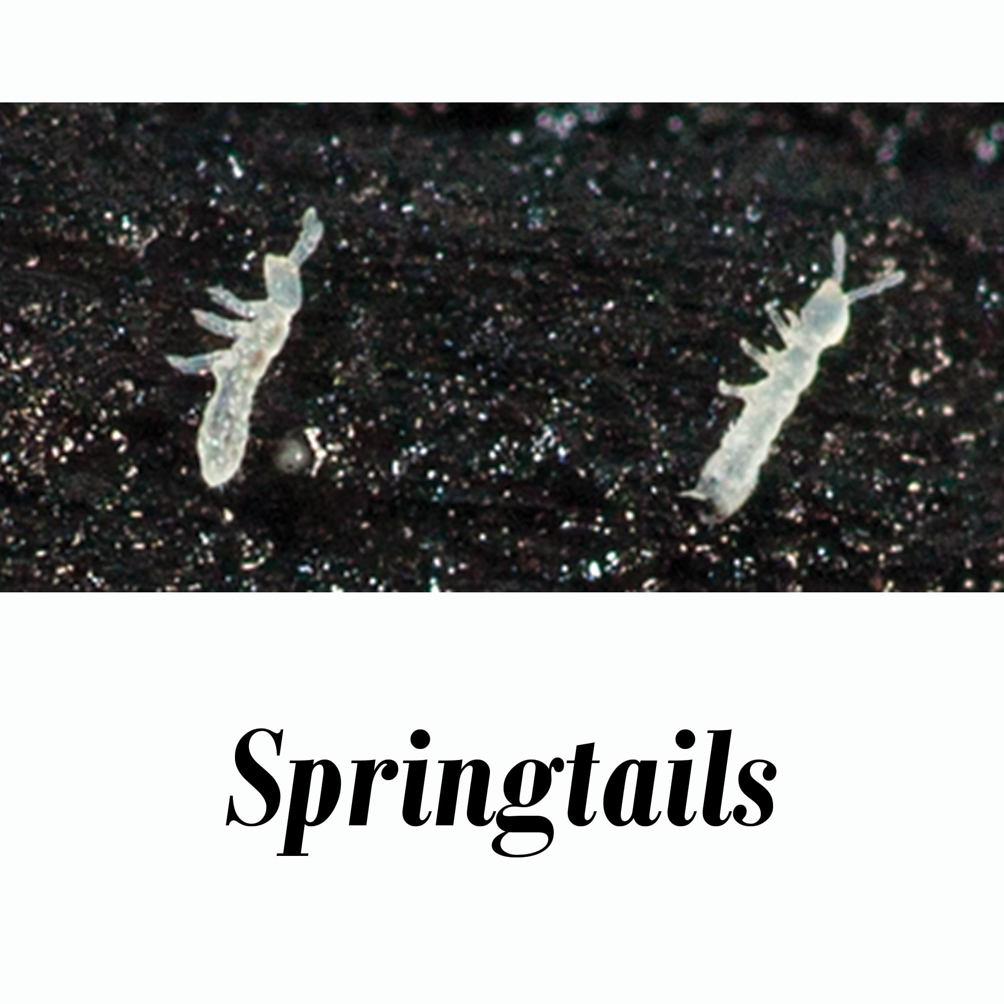 Springtail Cultures