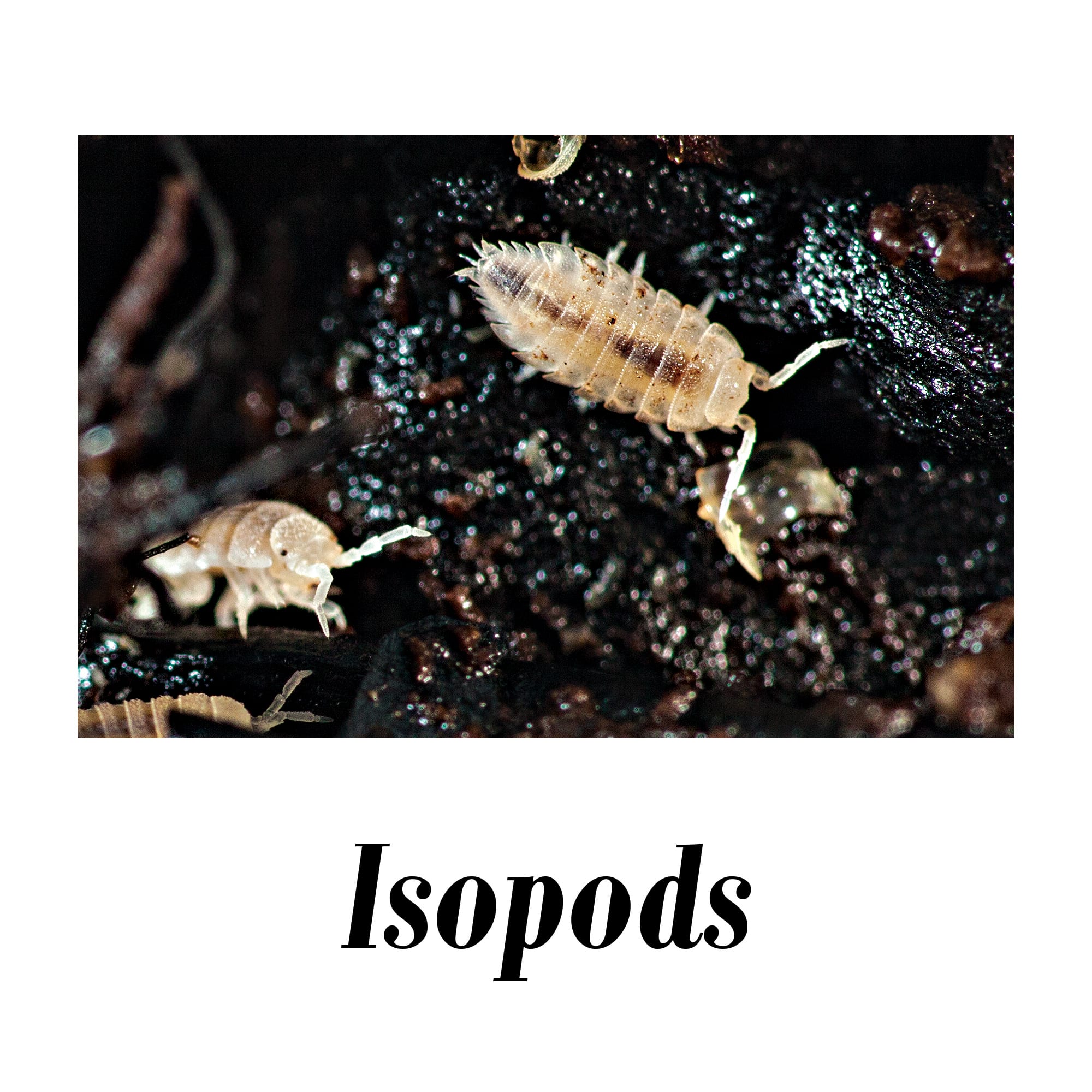 20 Dwarf White Isopods & 8oz Springtail Culture - TC INSECTS