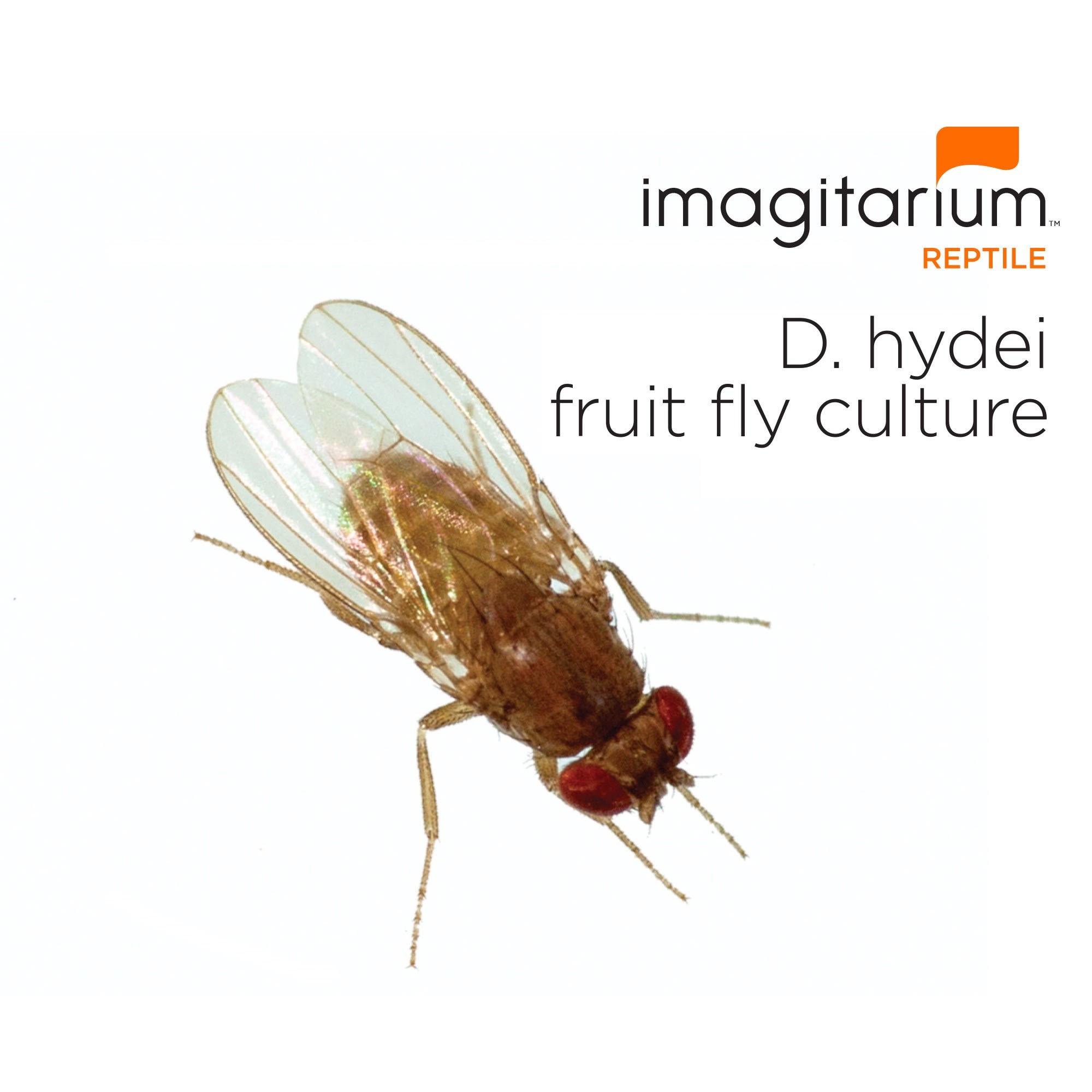 TruBlu Supply 2 Pack - Fresh Fruit Fly Culture (Drosophila Hydei) - Praying  Mantis Mantid Frog Lizard Food - 32oz Cups