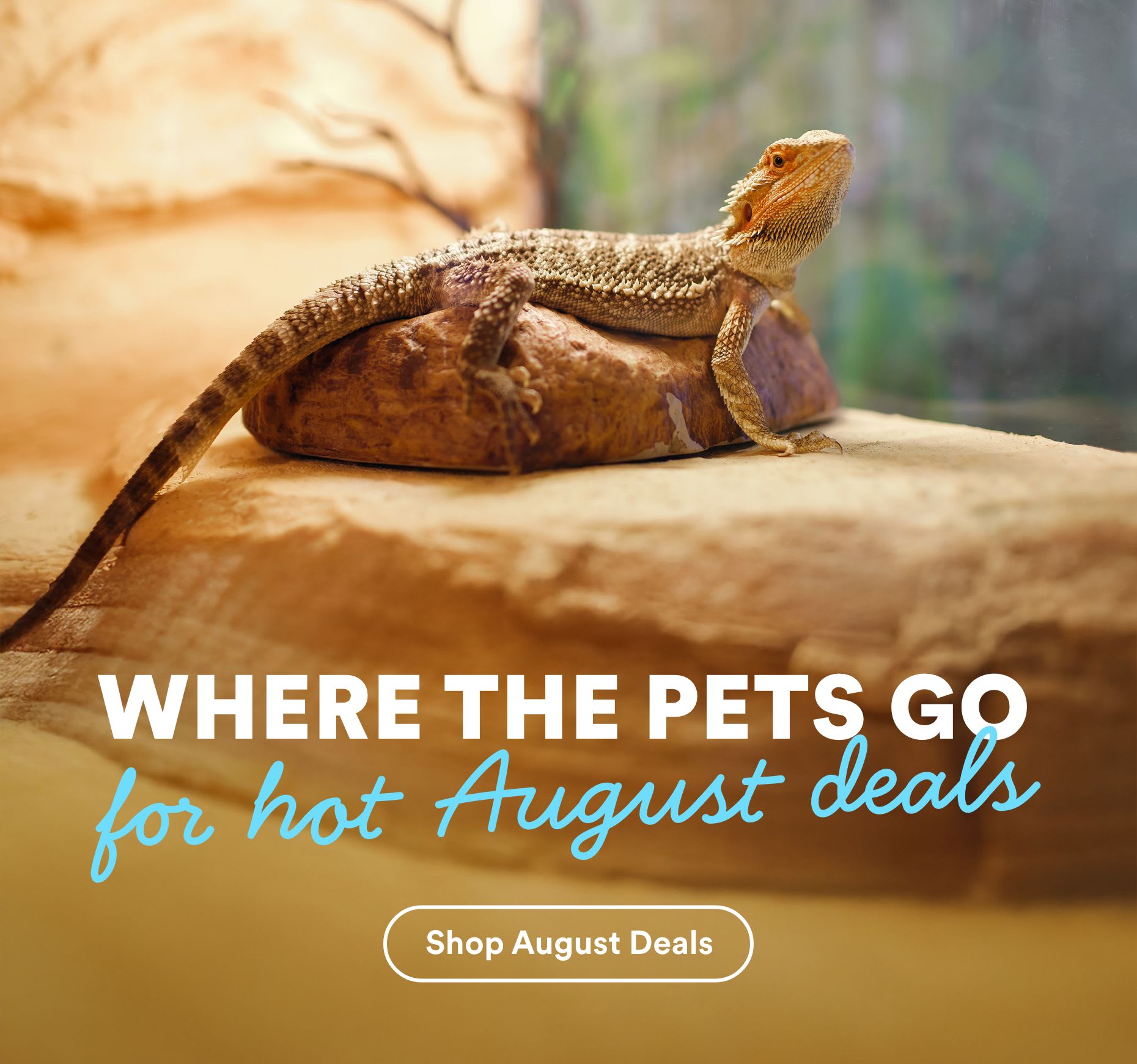 Where the pets go for hot August deals. Shop August Deals.