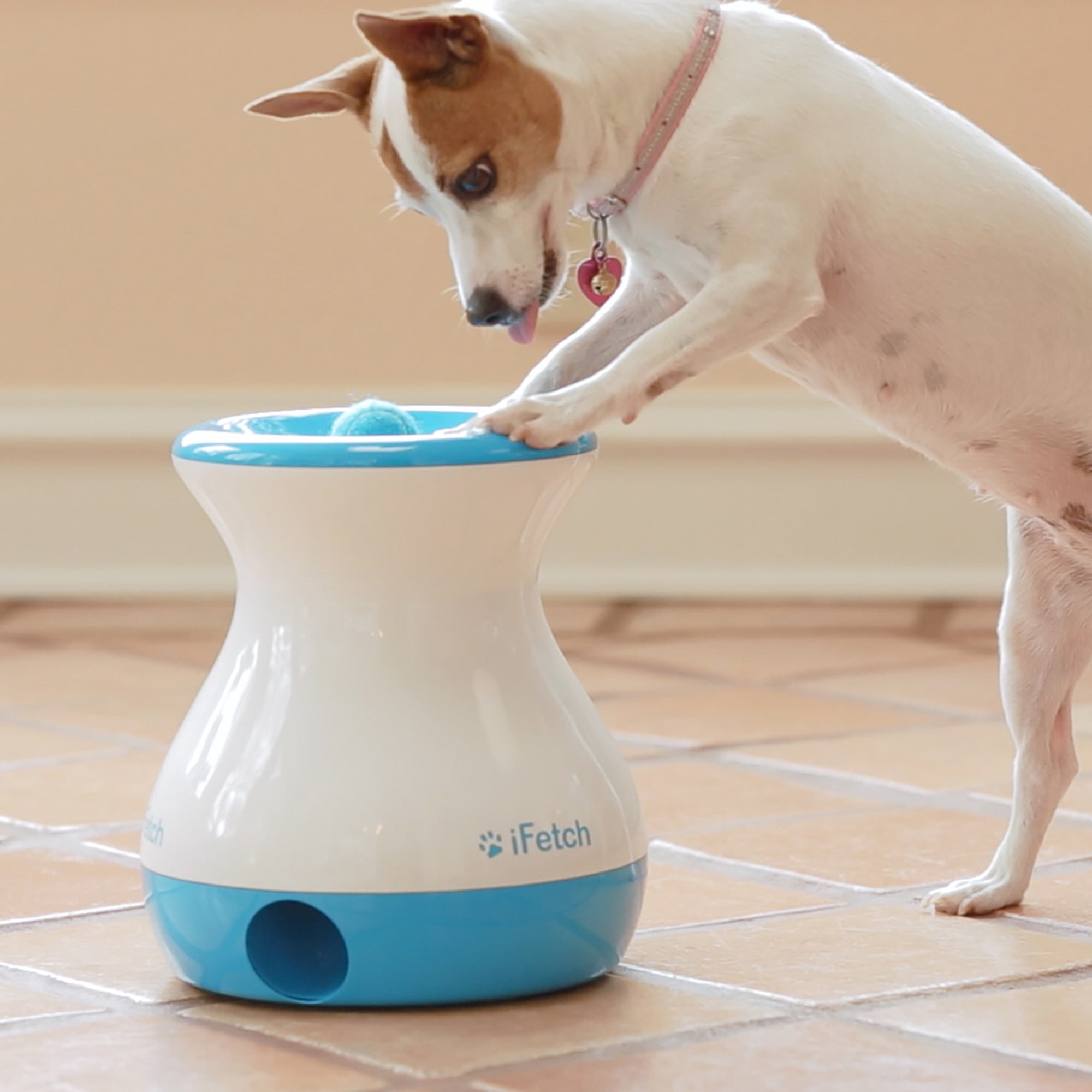 Interactive Dog Toys For Your Dog | Petco