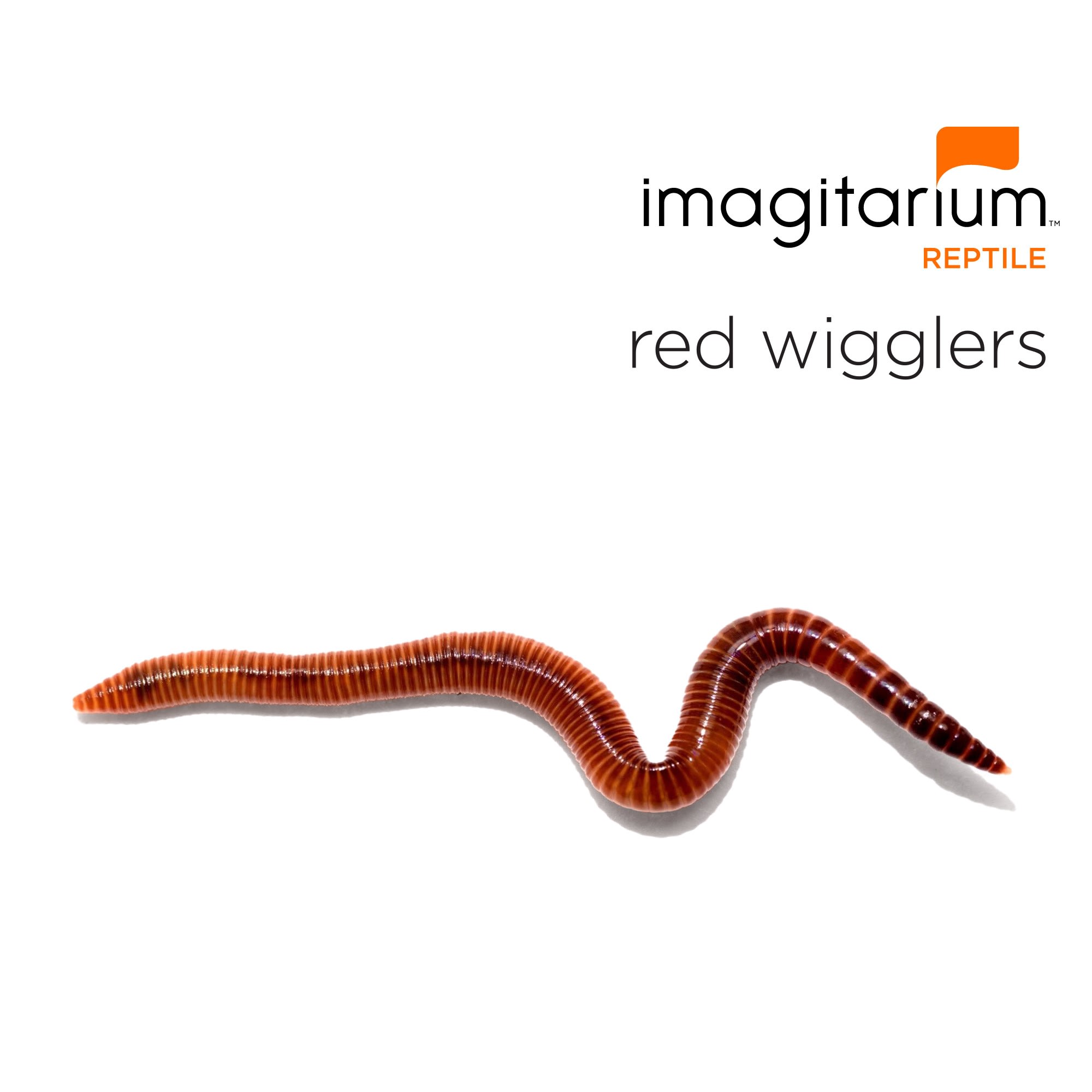 Red Wigglers Alloloborpha caliginosa Count of 45 Petco