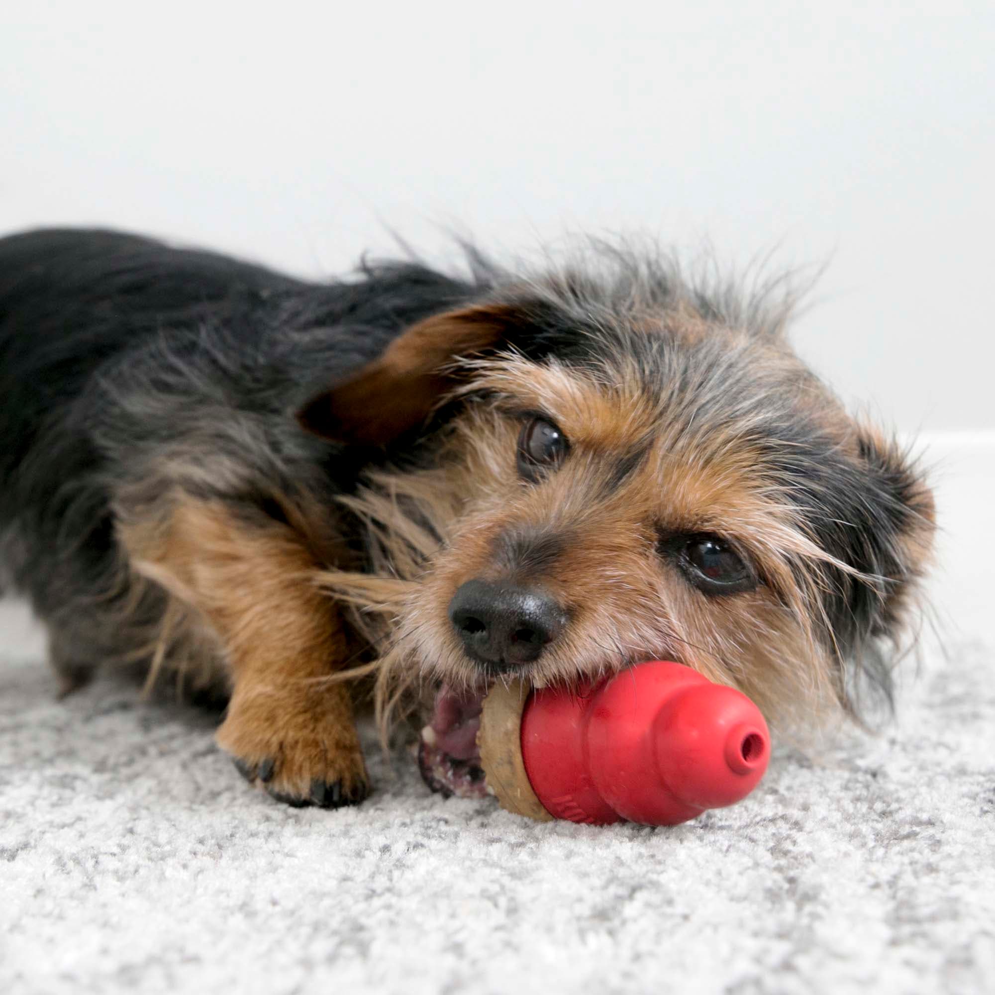 Petco top kong wobbler