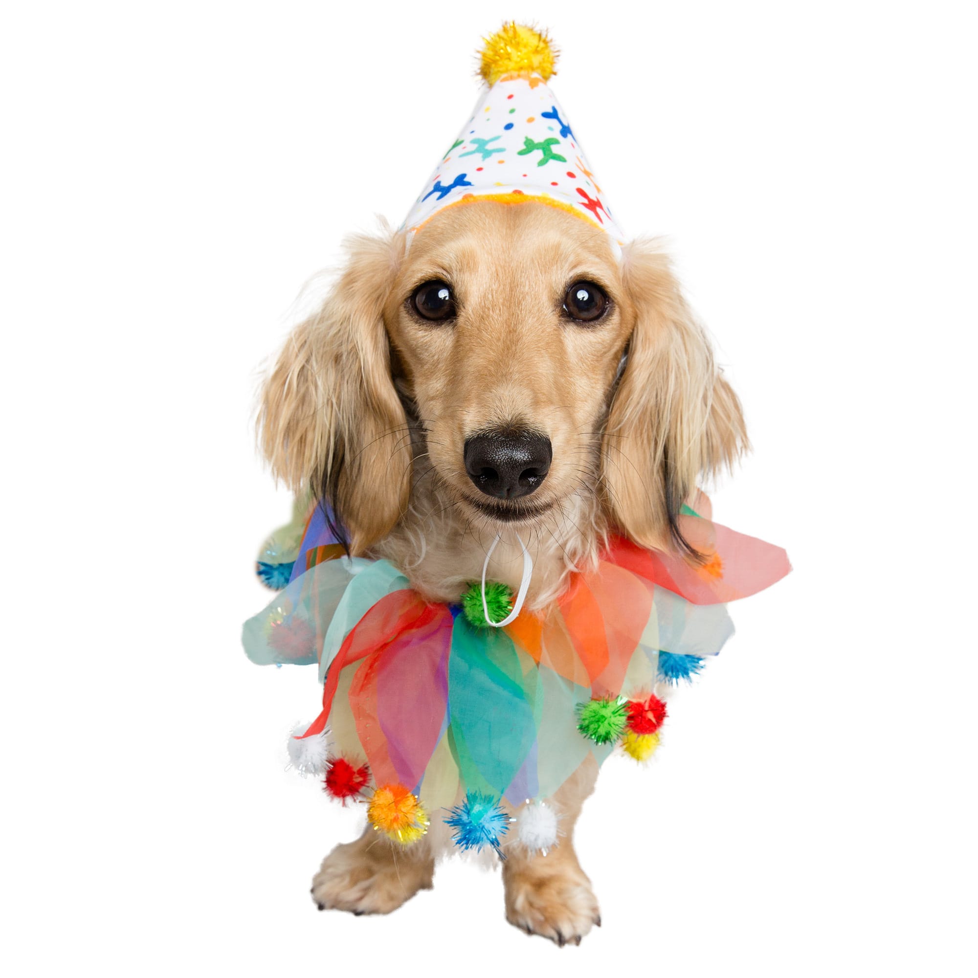 Petco 2024 birthday hat