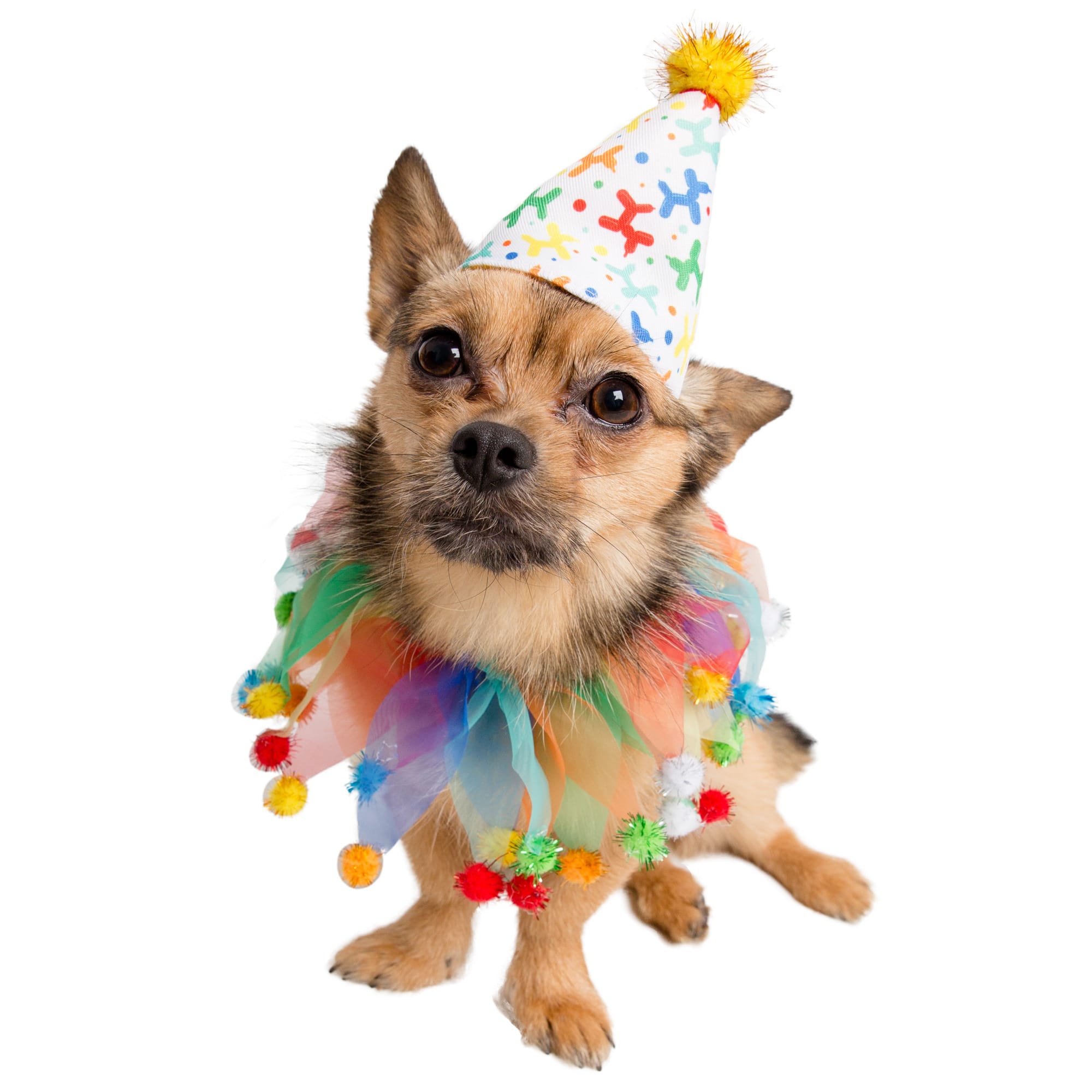 Petco birthday outlet hat