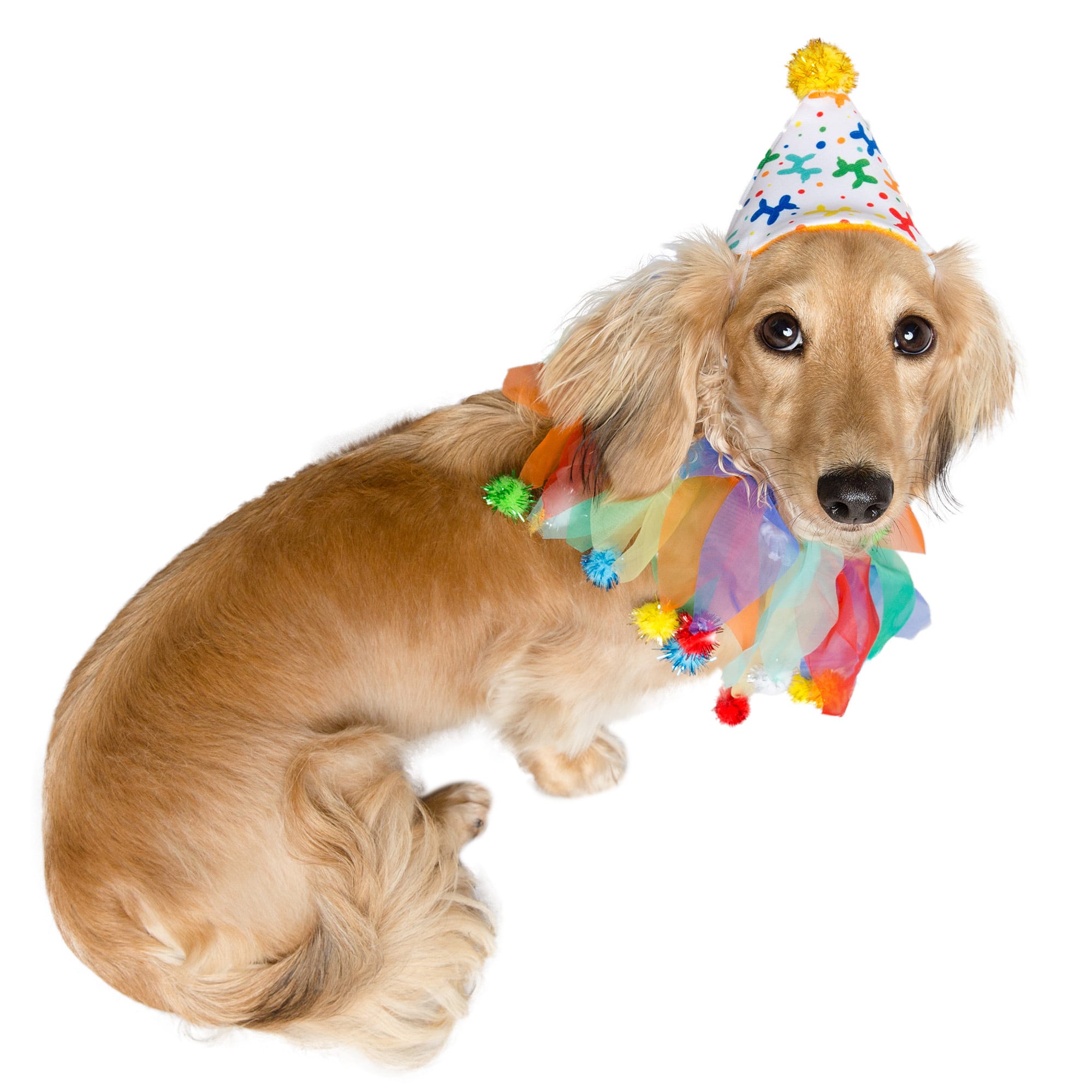 Petco 2024 birthday hat