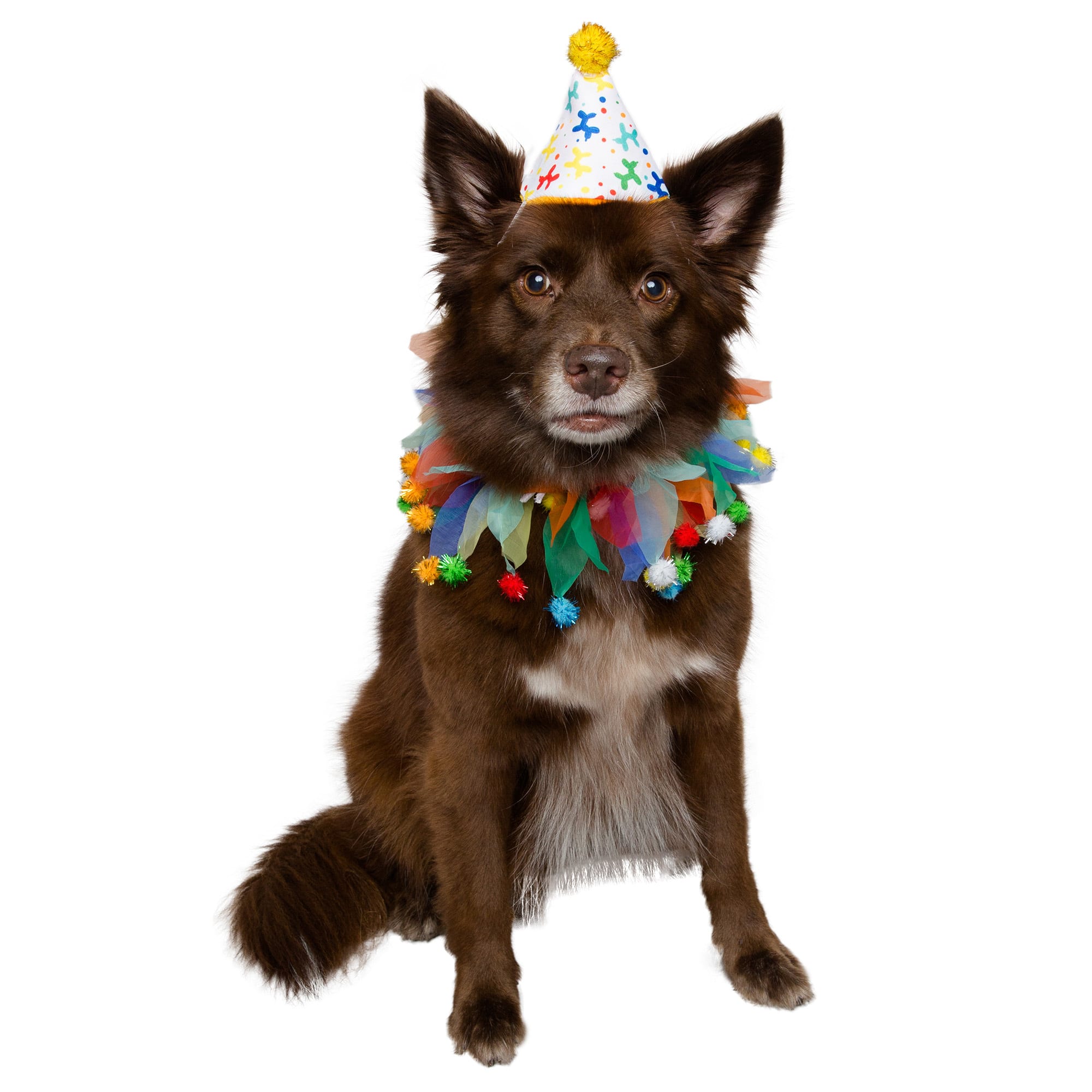 Petco birthday outlet hat