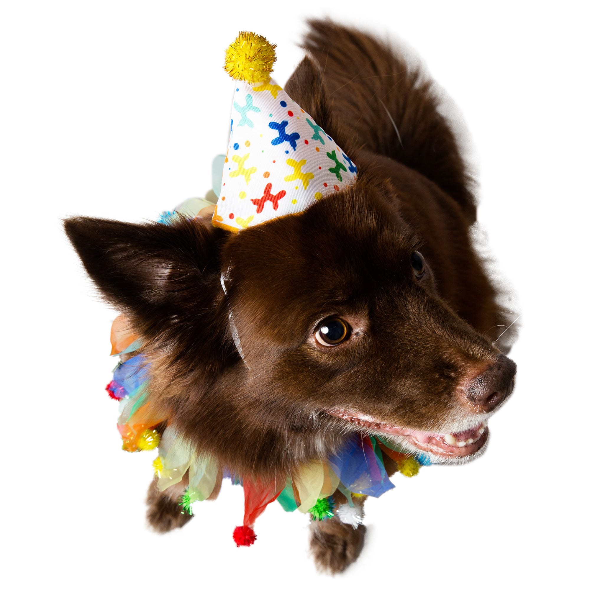 Dog birthday outlet hat petco