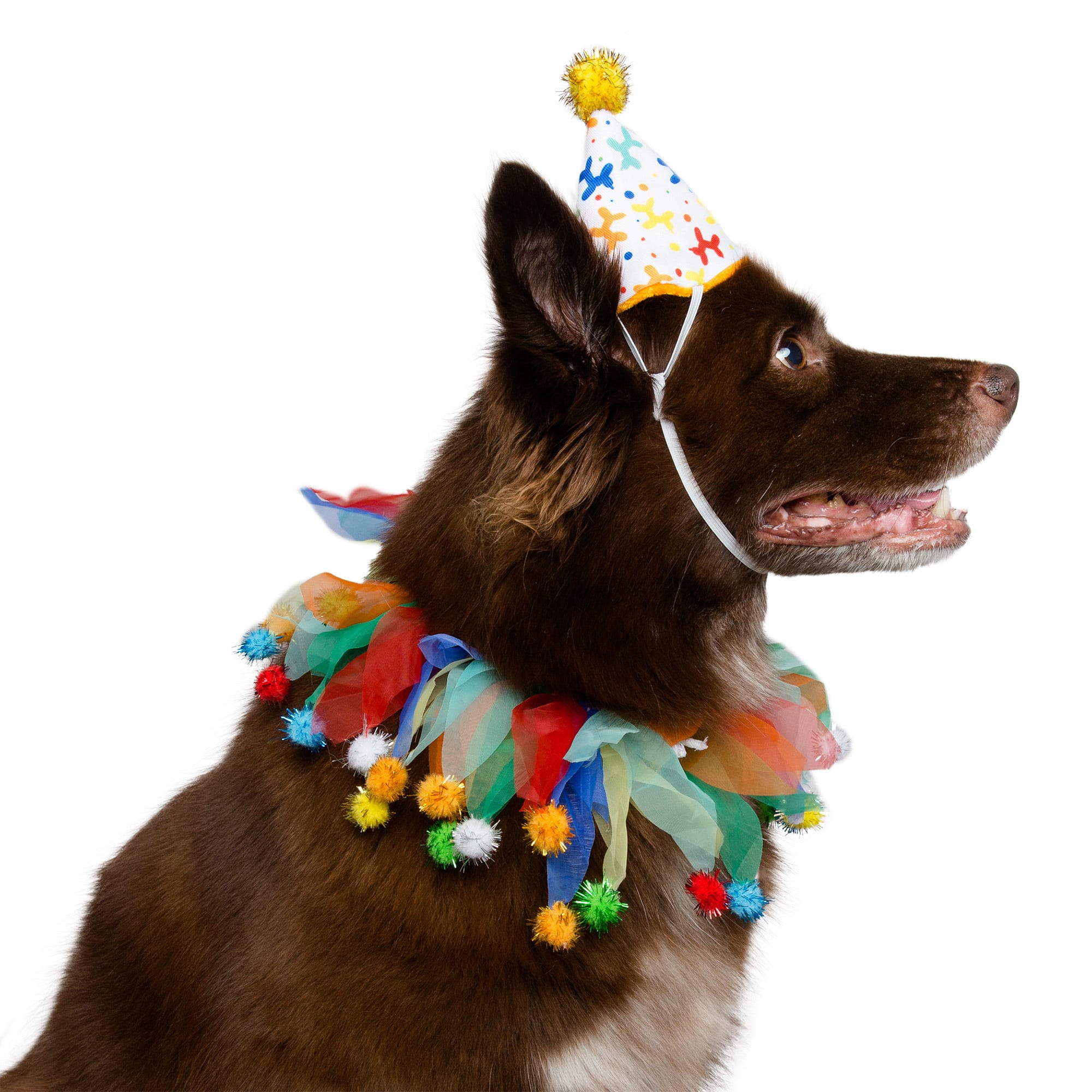 Petco birthday outlet hat