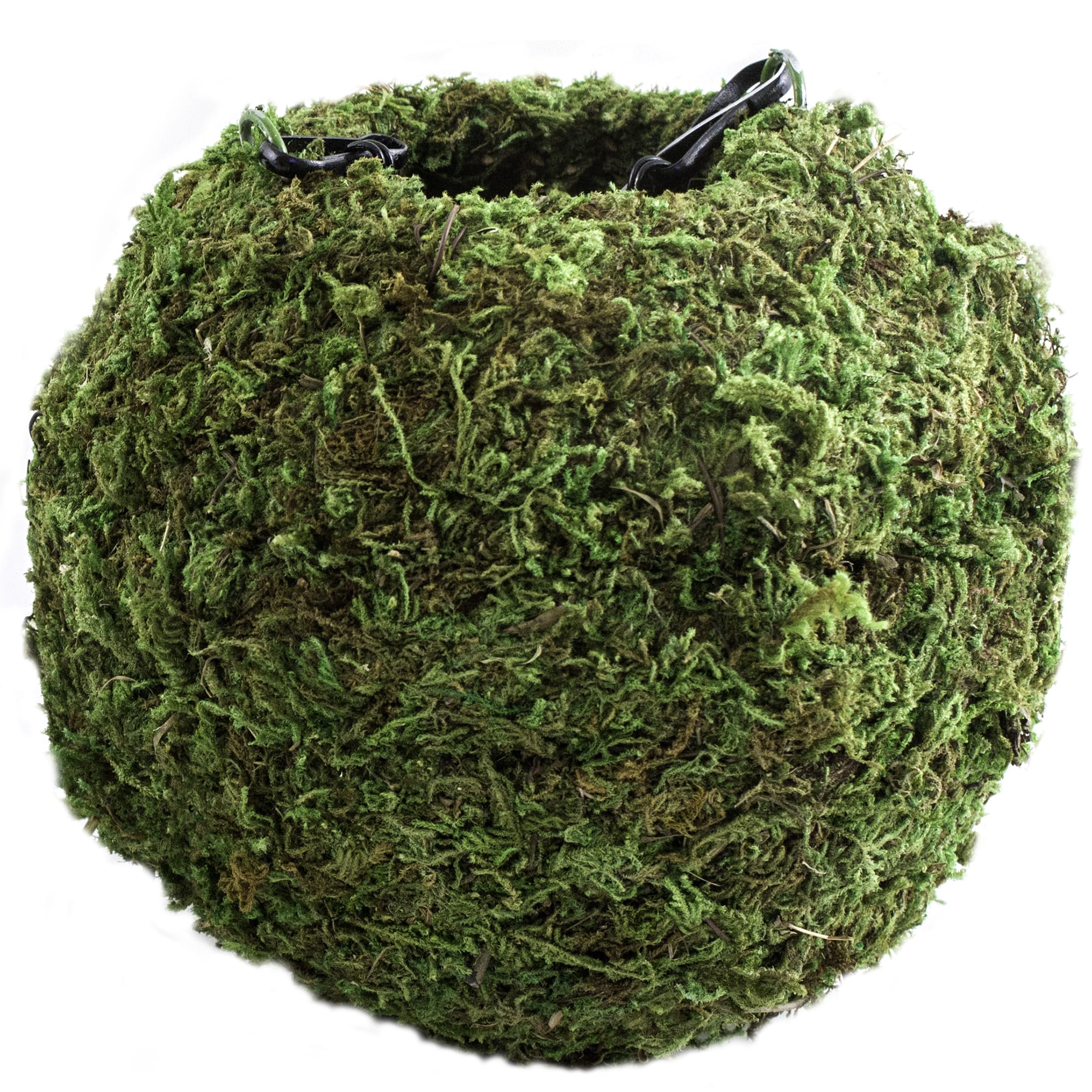 Green Sphagnum 6 Galapagos Mossy Cave Hide