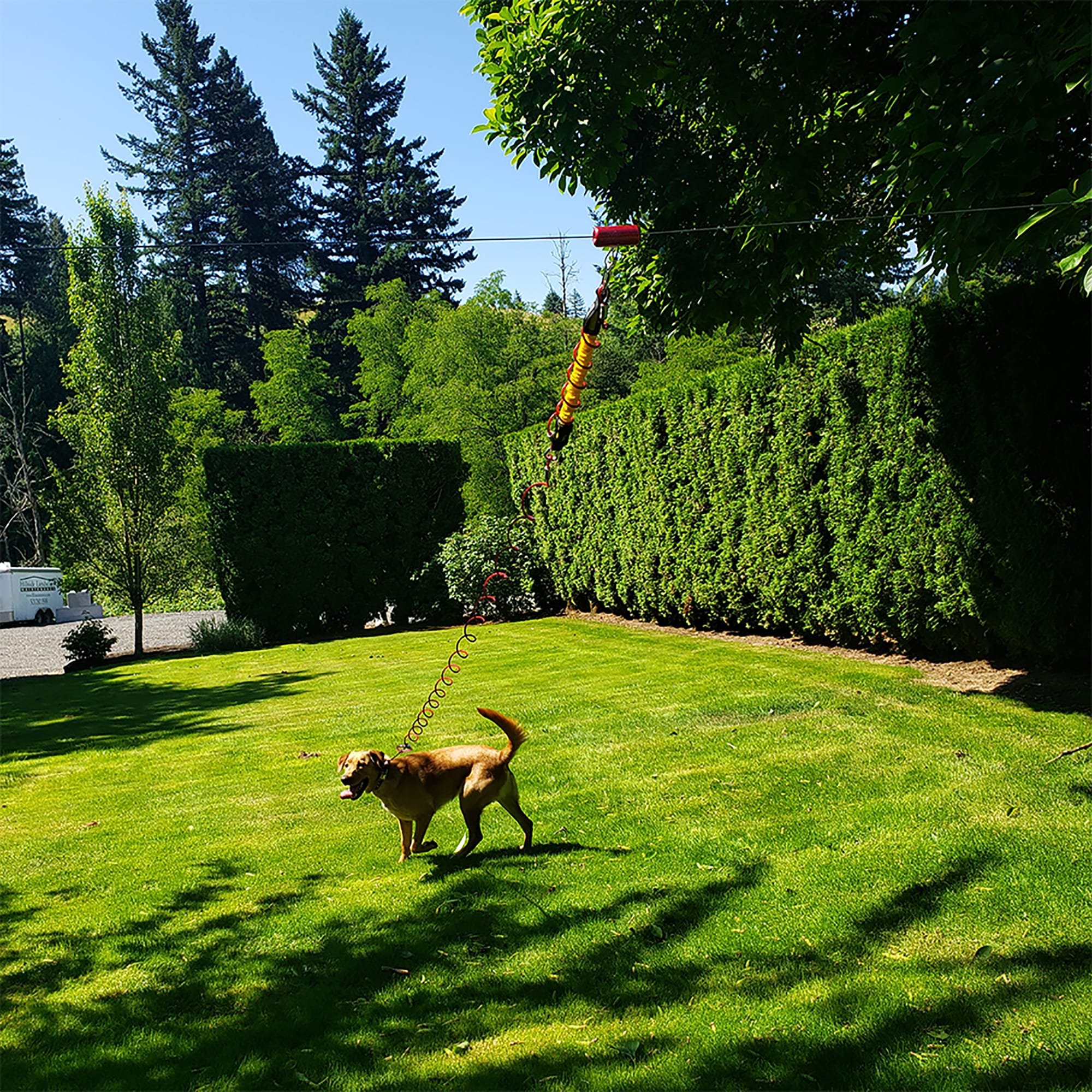 Dog tie shop out zipline