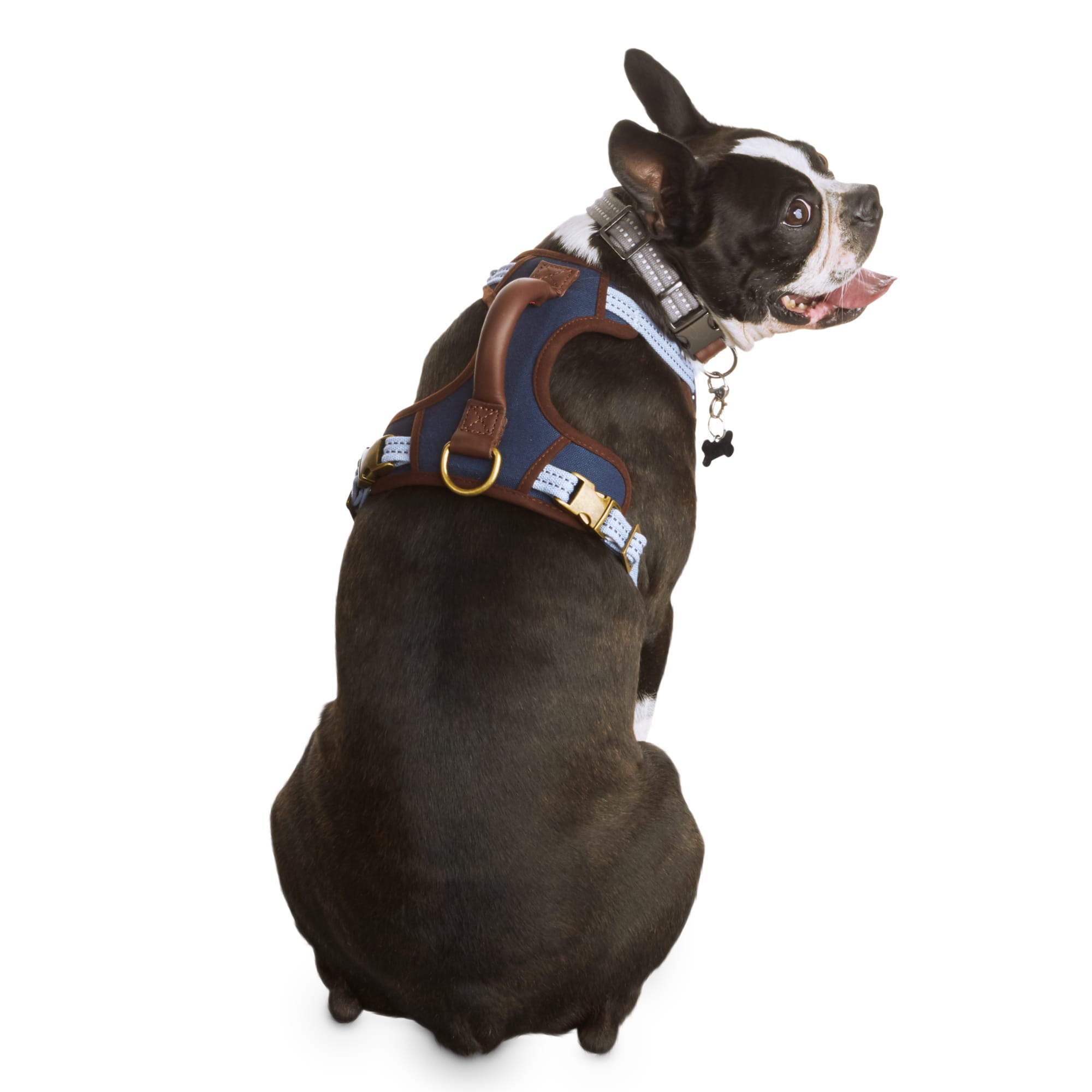 petco dog harness