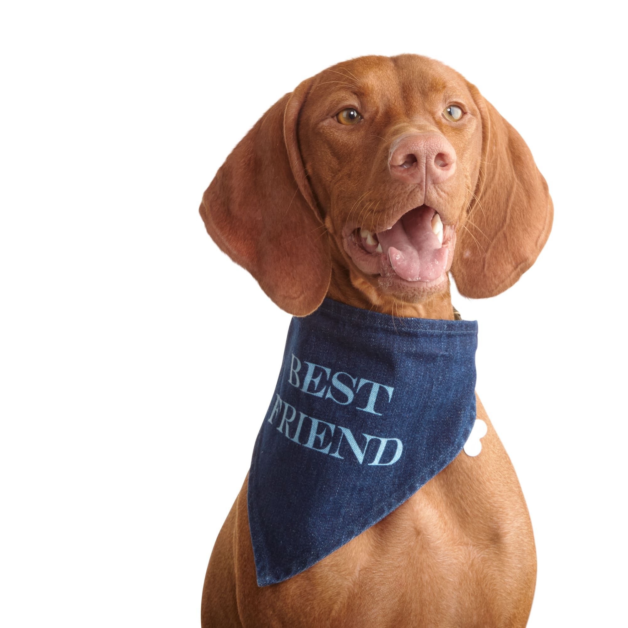 denim dog bandana