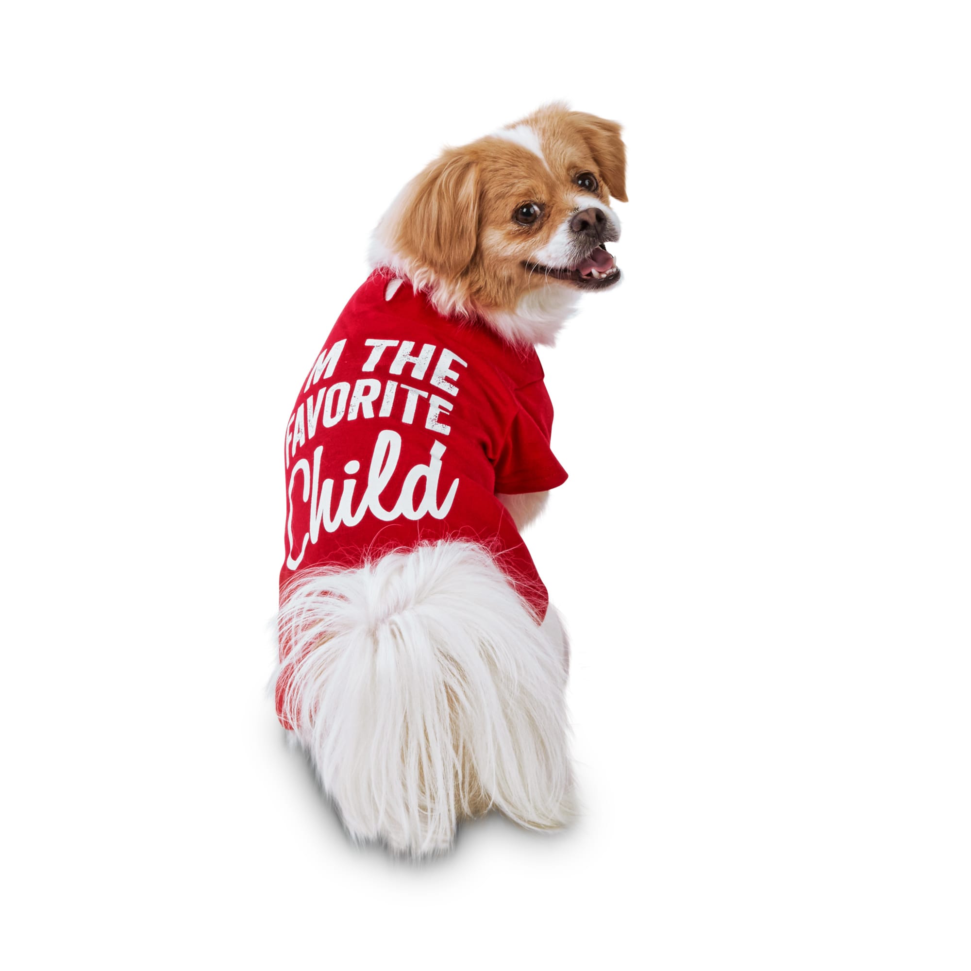 dog with t shirt