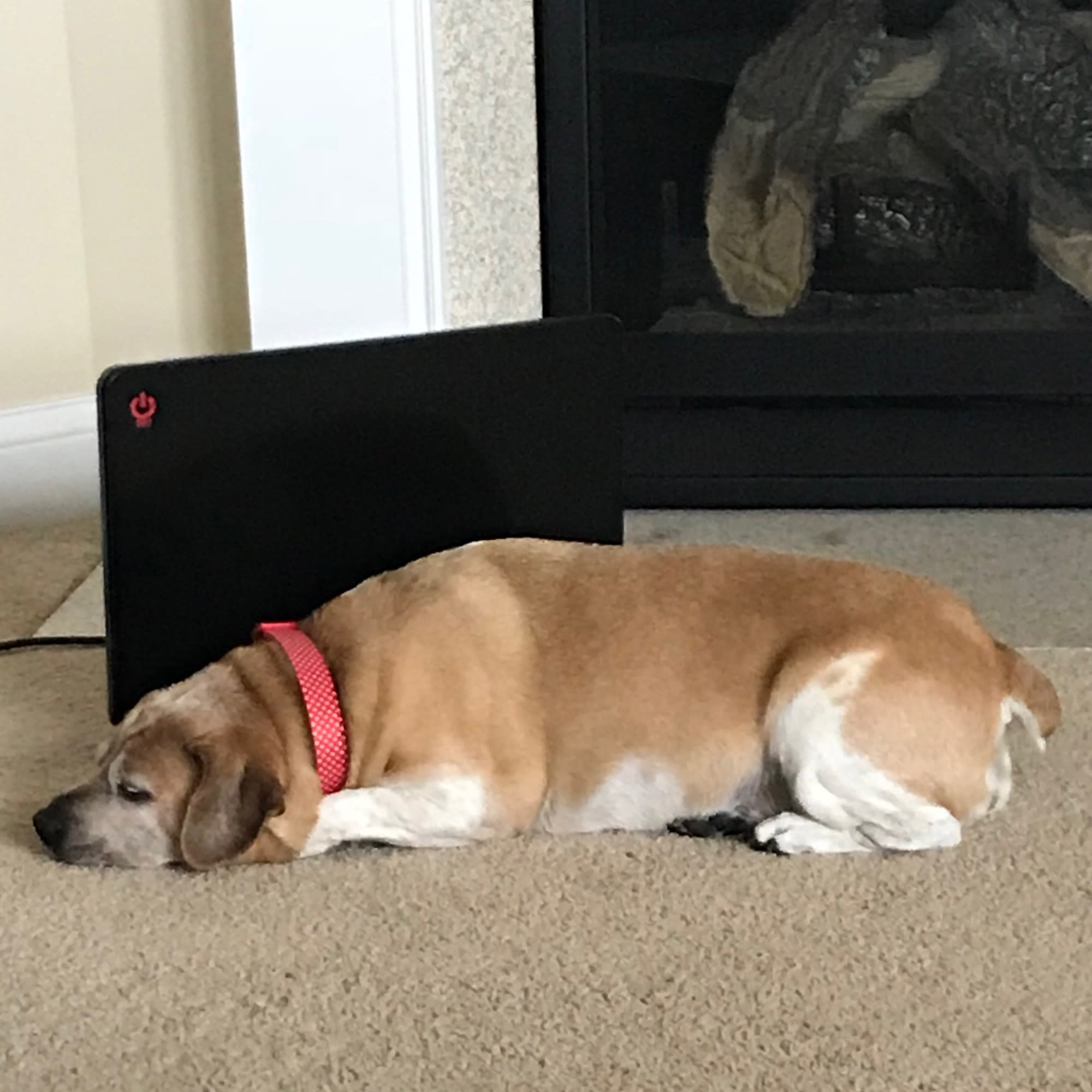 Petco dog house heater sale