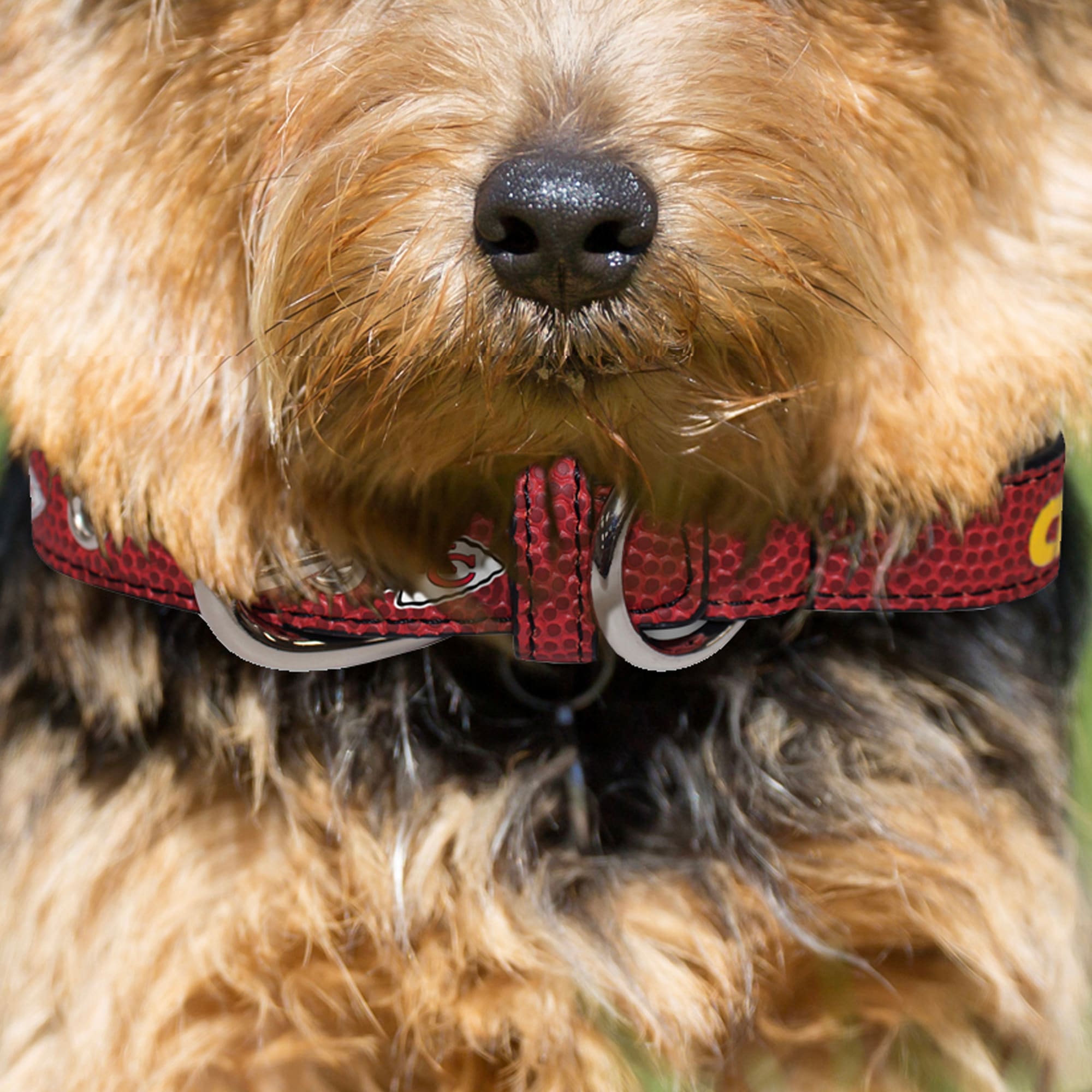 NFL Kansas City Chiefs Pet Collar and Personalized Tag Set