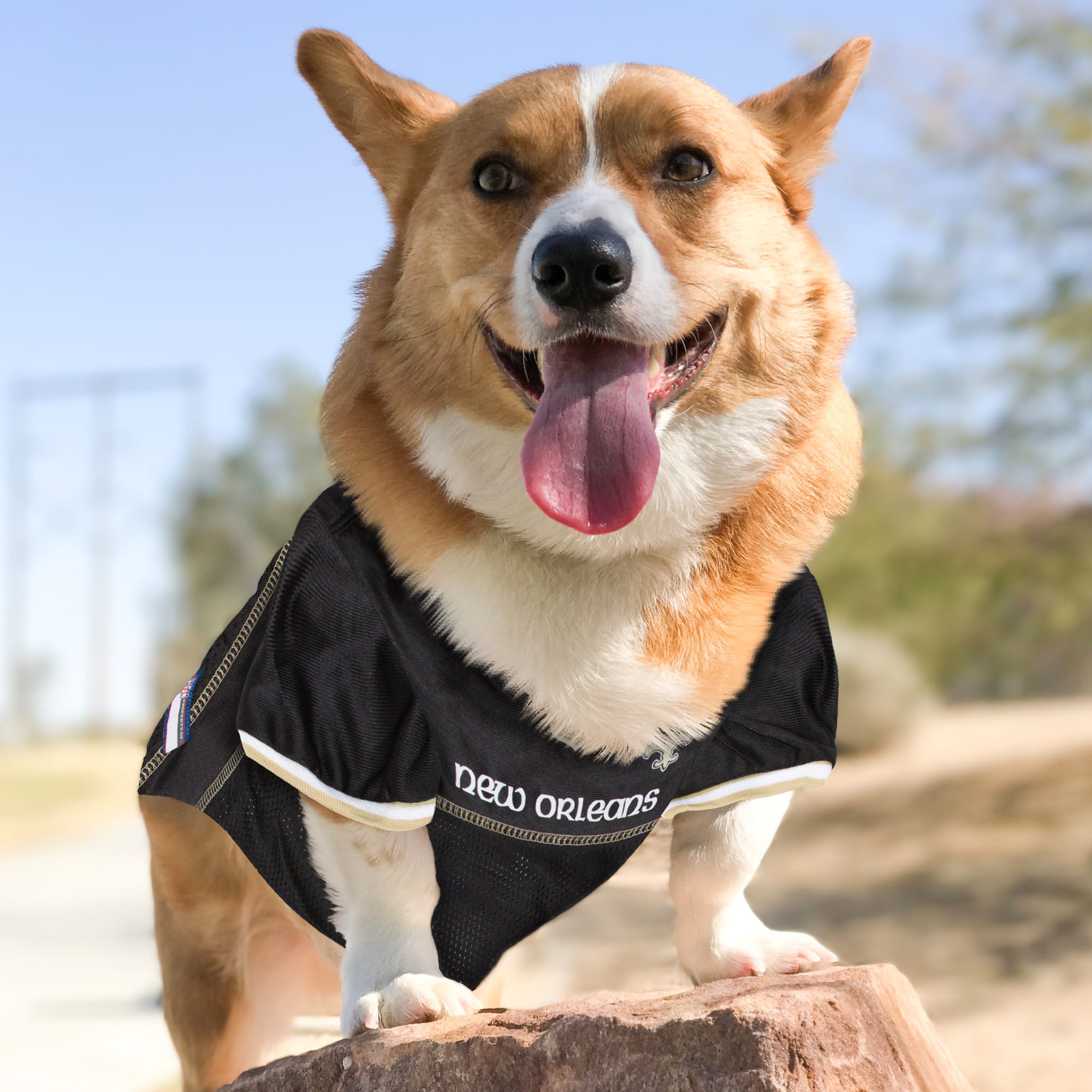 New orleans store saints pet jersey