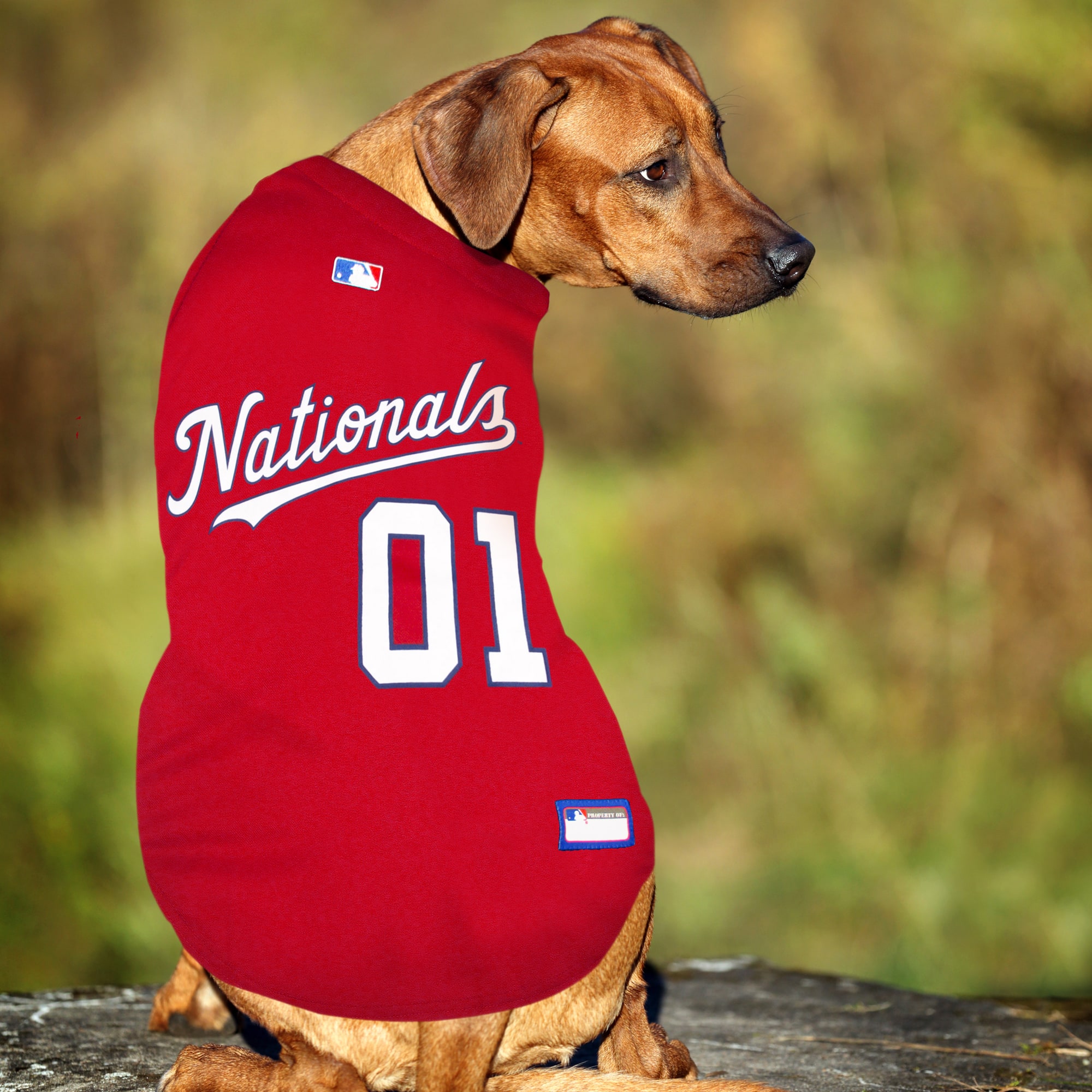 Nationals dog clearance jersey