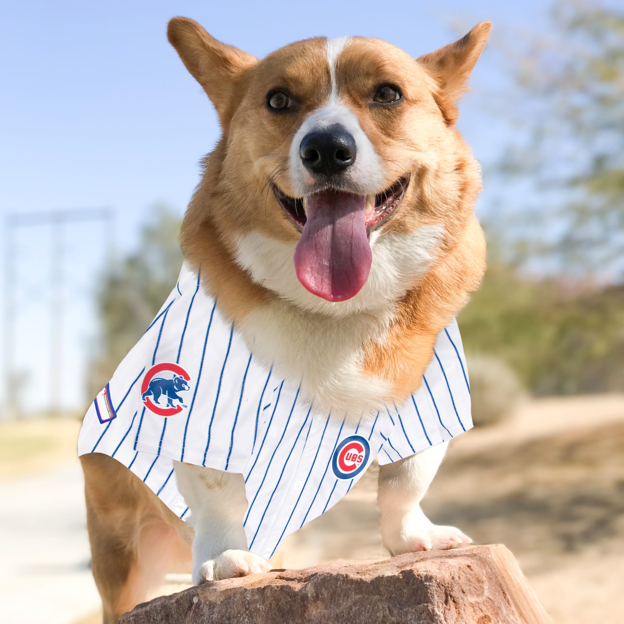 Dog cubs jersey store personalized