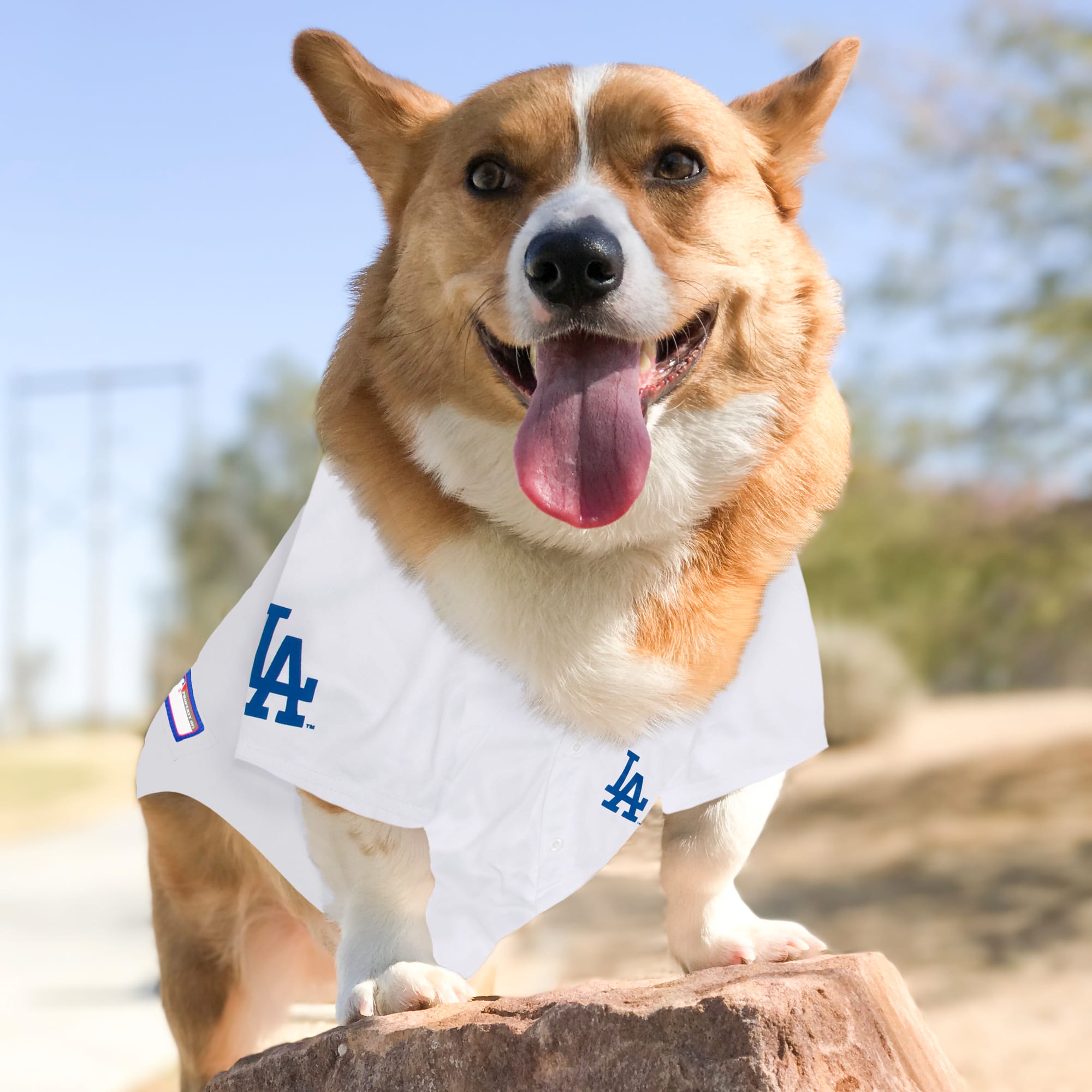 dog dodgers jersey