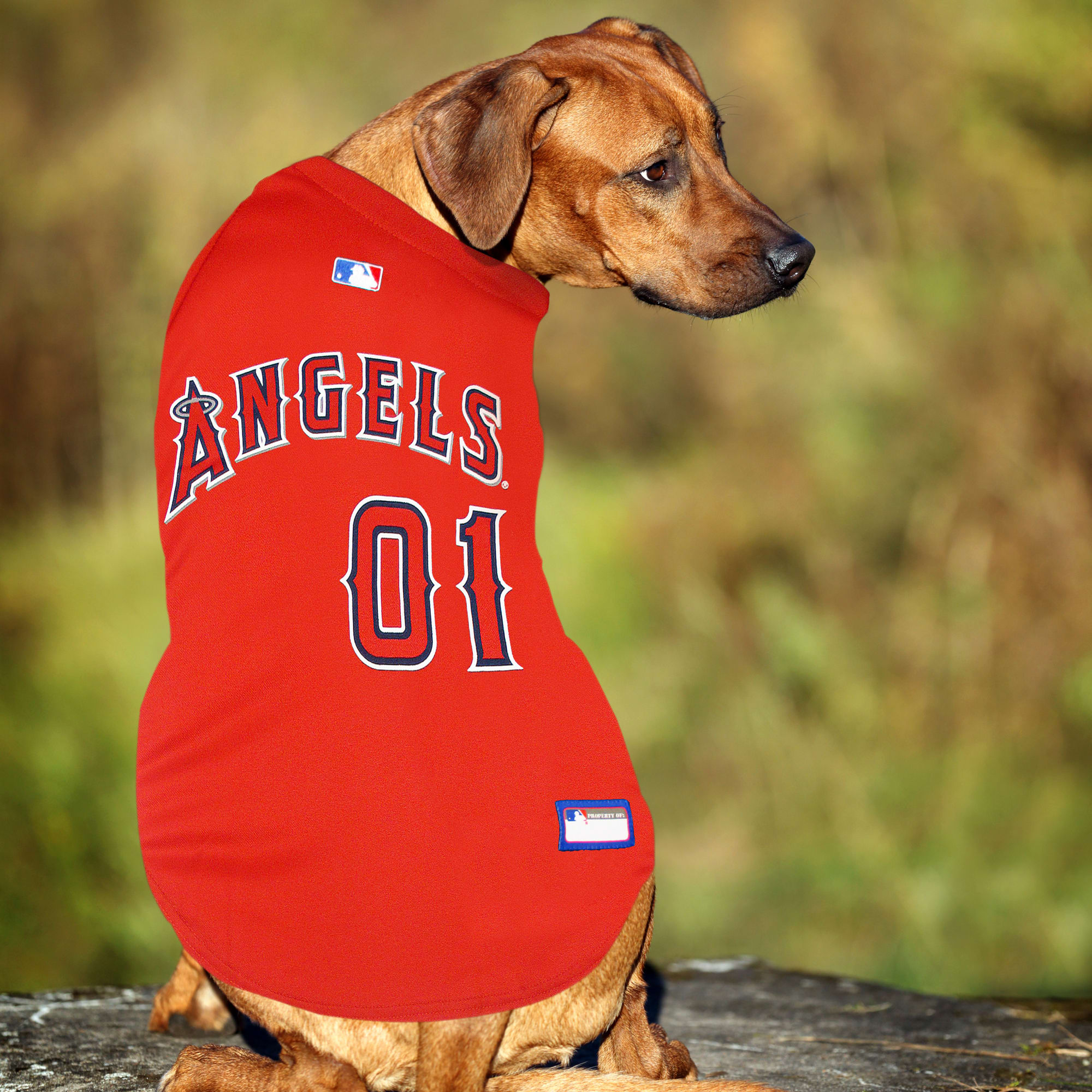 Mlb shop dog jersey